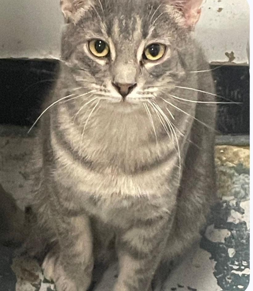 Enlarge (working cat) Glen, a ADOPTABLE Tabby in Billings, MT image 1/1