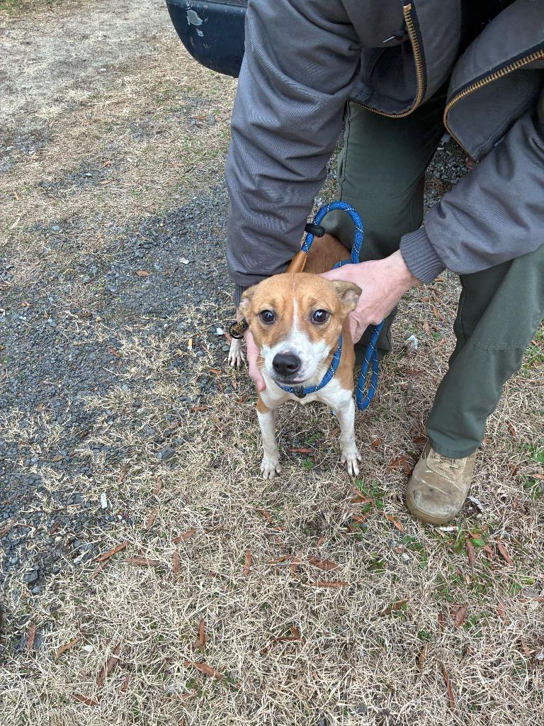 Shana-Adoptable, a Adoptable mixed breed in Chickamauga , GA image 1/6