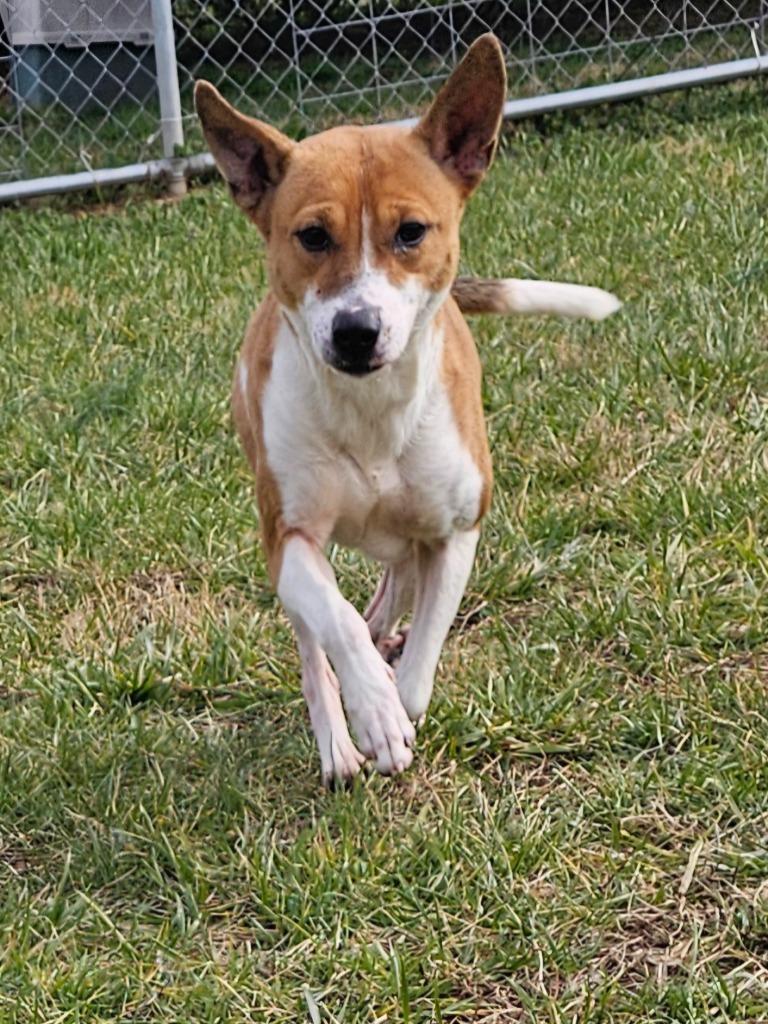 Shana-Adoptable, a Adoptable mixed breed in Chickamauga , GA image 3/6