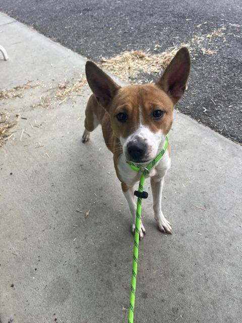 Shana-Adoptable, a Adoptable mixed breed in Chickamauga , GA image 4/6