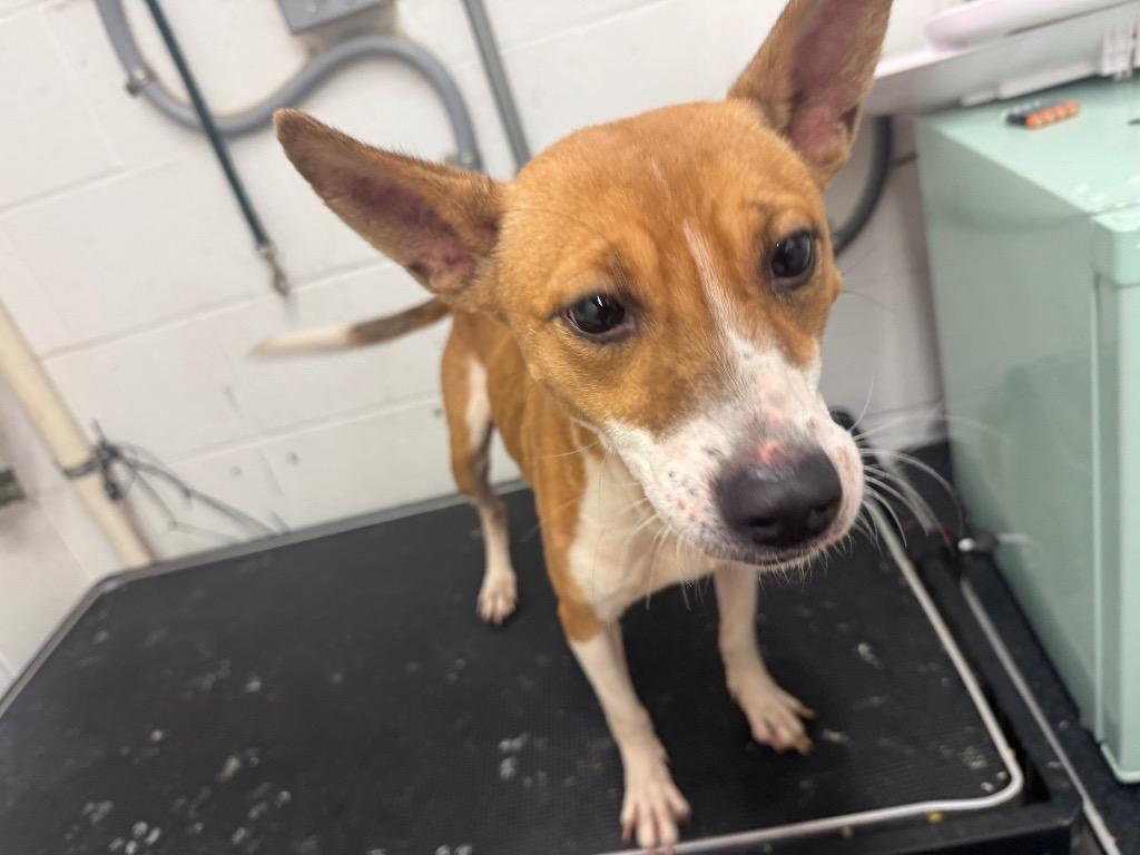 Shana-Adoptable, a Adoptable mixed breed in Chickamauga , GA image 5/6