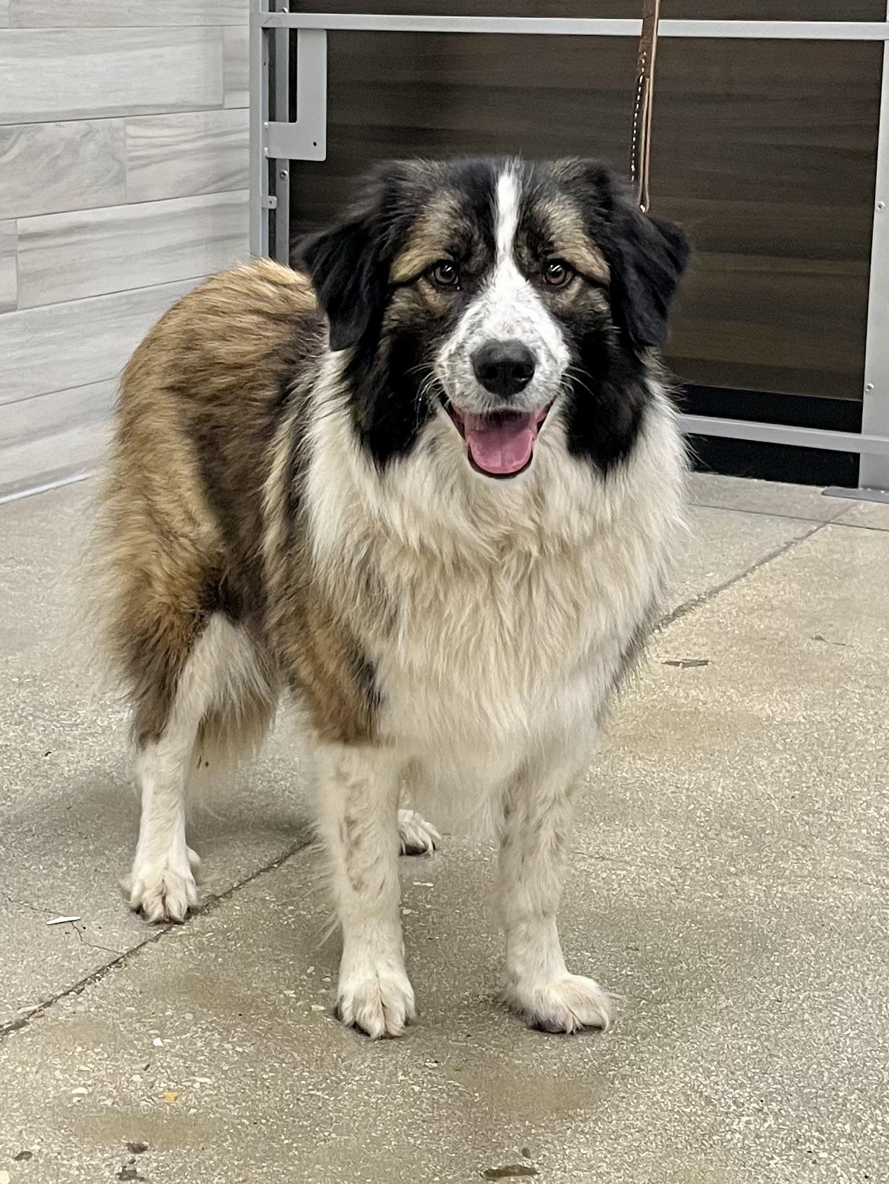 Fluff, ADOPTABLE, Adult Female Australian Shepherd & Anatolian Shepherd.