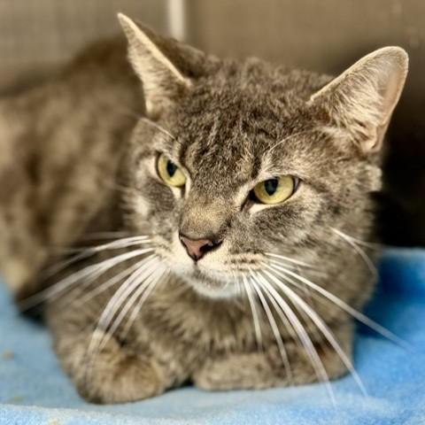Berlioz- 52907, a ADOPTABLE Domestic Short Hair in Columbia, MD image 2/3