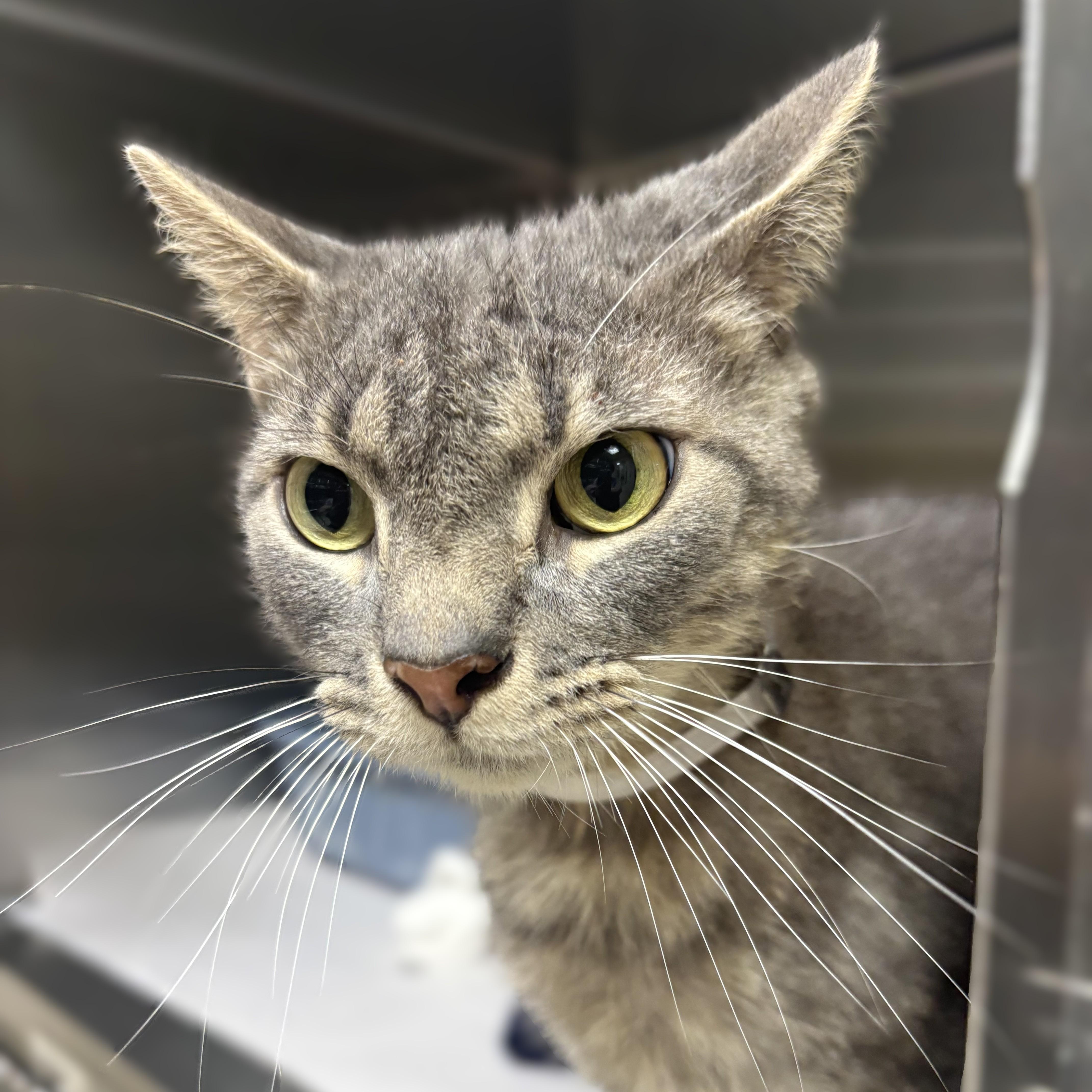Berlioz- 52907, a ADOPTABLE Domestic Short Hair in Columbia, MD image 1/3