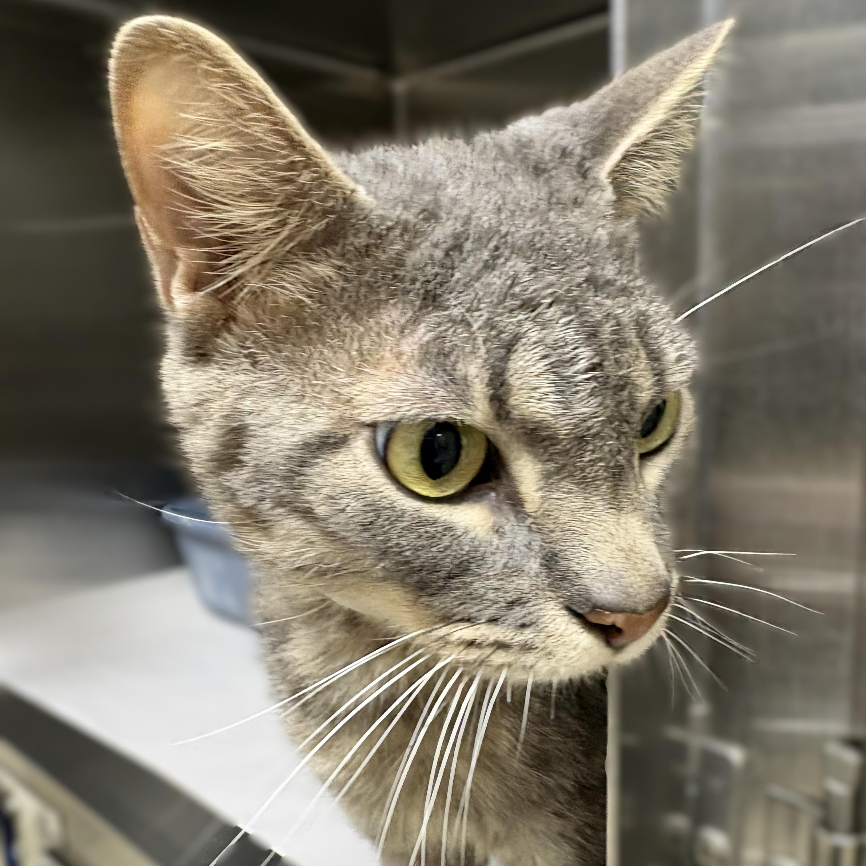 Berlioz- 52907, a ADOPTABLE Domestic Short Hair in Columbia, MD image 3/3