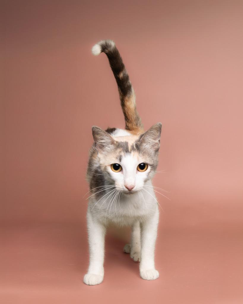 Enlarge Mimosa, a Adoptable mixed breed in Rockport, TX image 1/4