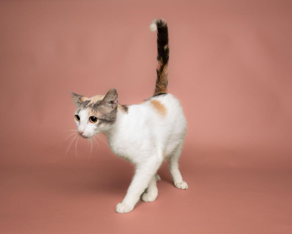 Enlarge Mimosa, a Adoptable mixed breed in Rockport, TX image 2/4
