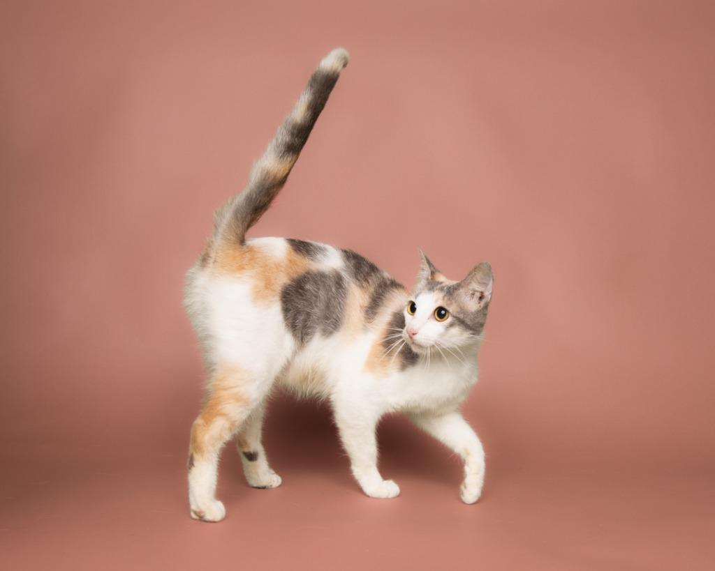 Enlarge Mimosa, a Adoptable mixed breed in Rockport, TX image 3/4