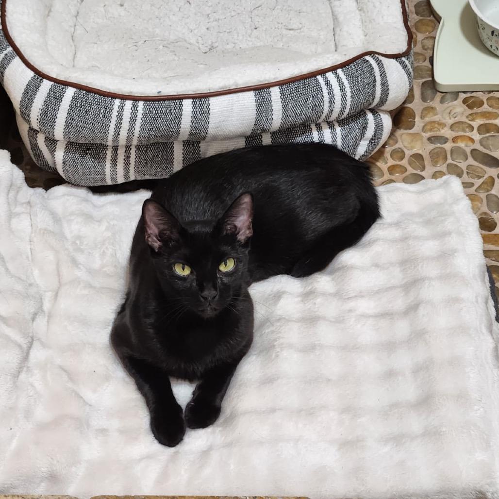 Enlarge Violet, a Adoptable Domestic Short Hair in New Fairfield, CT image 1/6