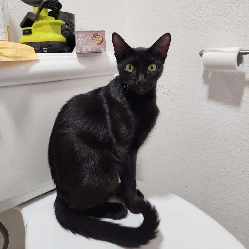 Enlarge Violet, a Adoptable Domestic Short Hair in New Fairfield, CT image 2/6