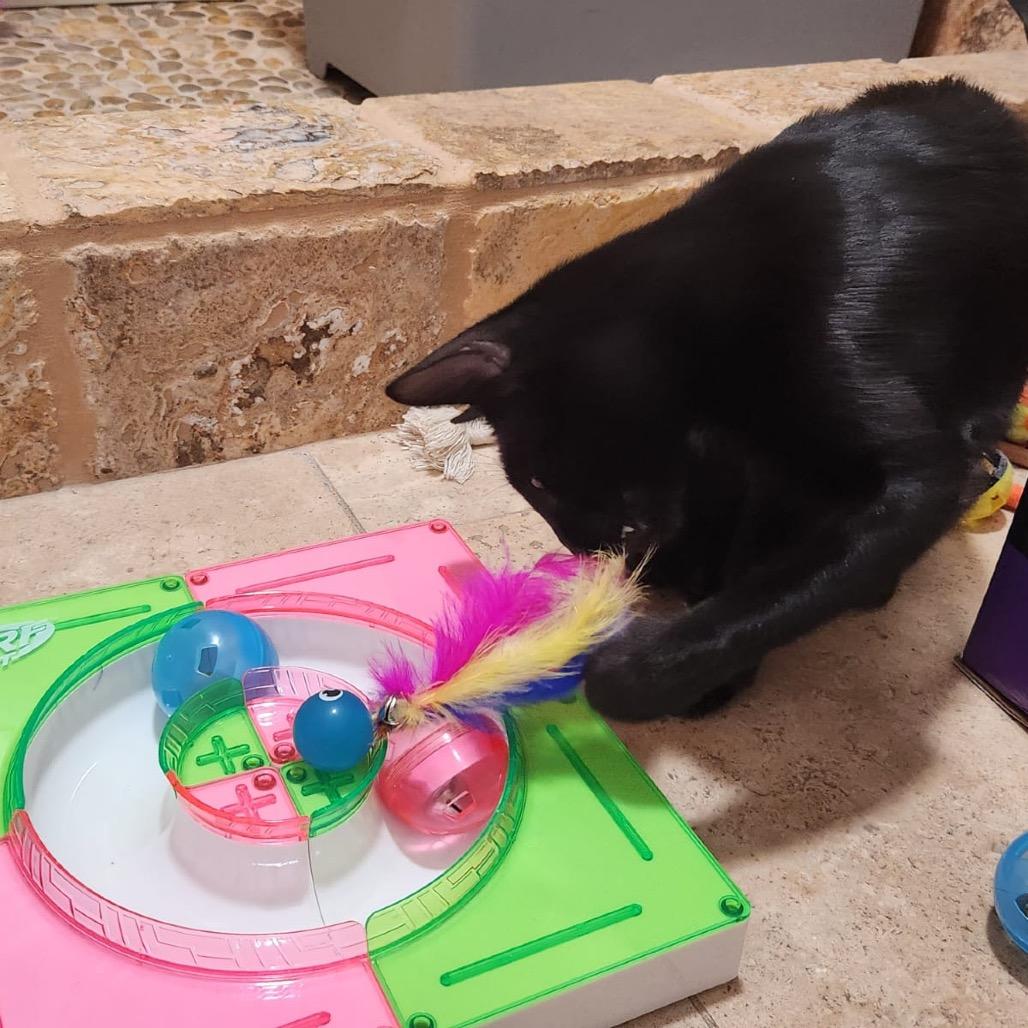 Enlarge Violet, a Adoptable Domestic Short Hair in New Fairfield, CT image 3/6