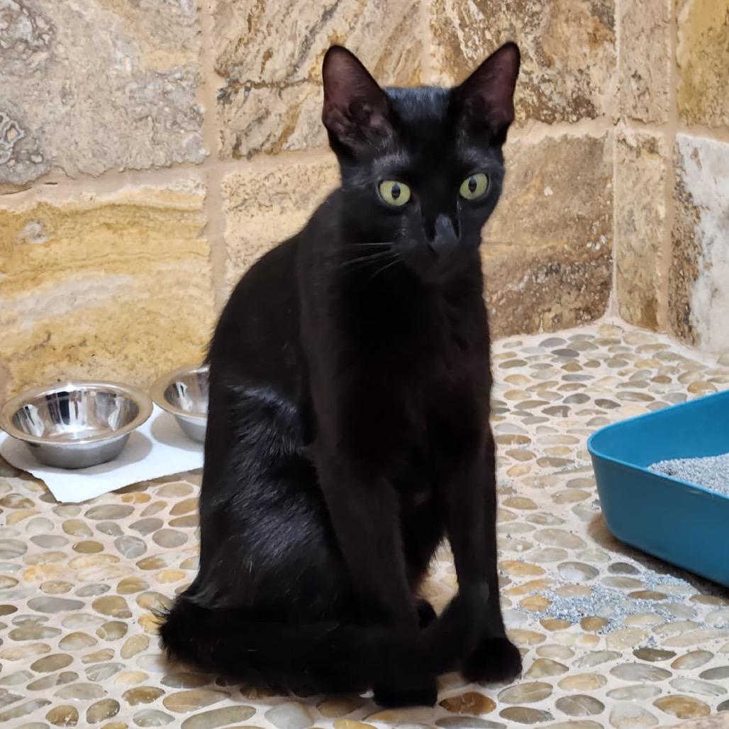 Enlarge Violet, a Adoptable Domestic Short Hair in New Fairfield, CT image 4/6