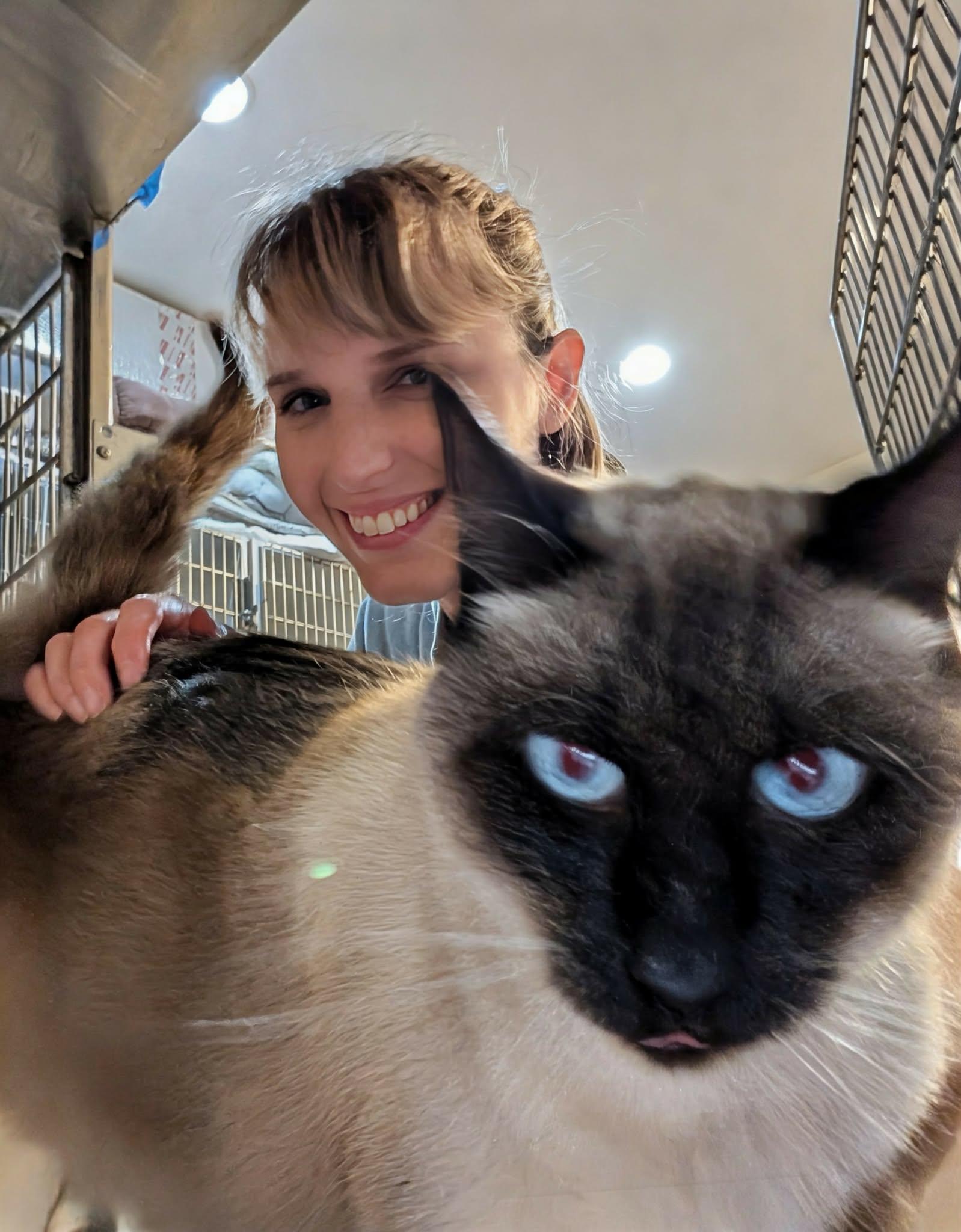 Enlarge Cadbury , an adopted Siamese in West Palm Beach, FL image 3/4