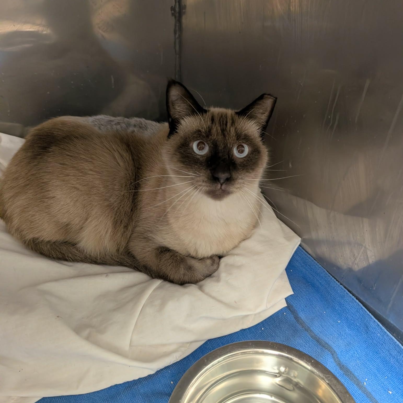Cadbury , adopted, Young Male Siamese.