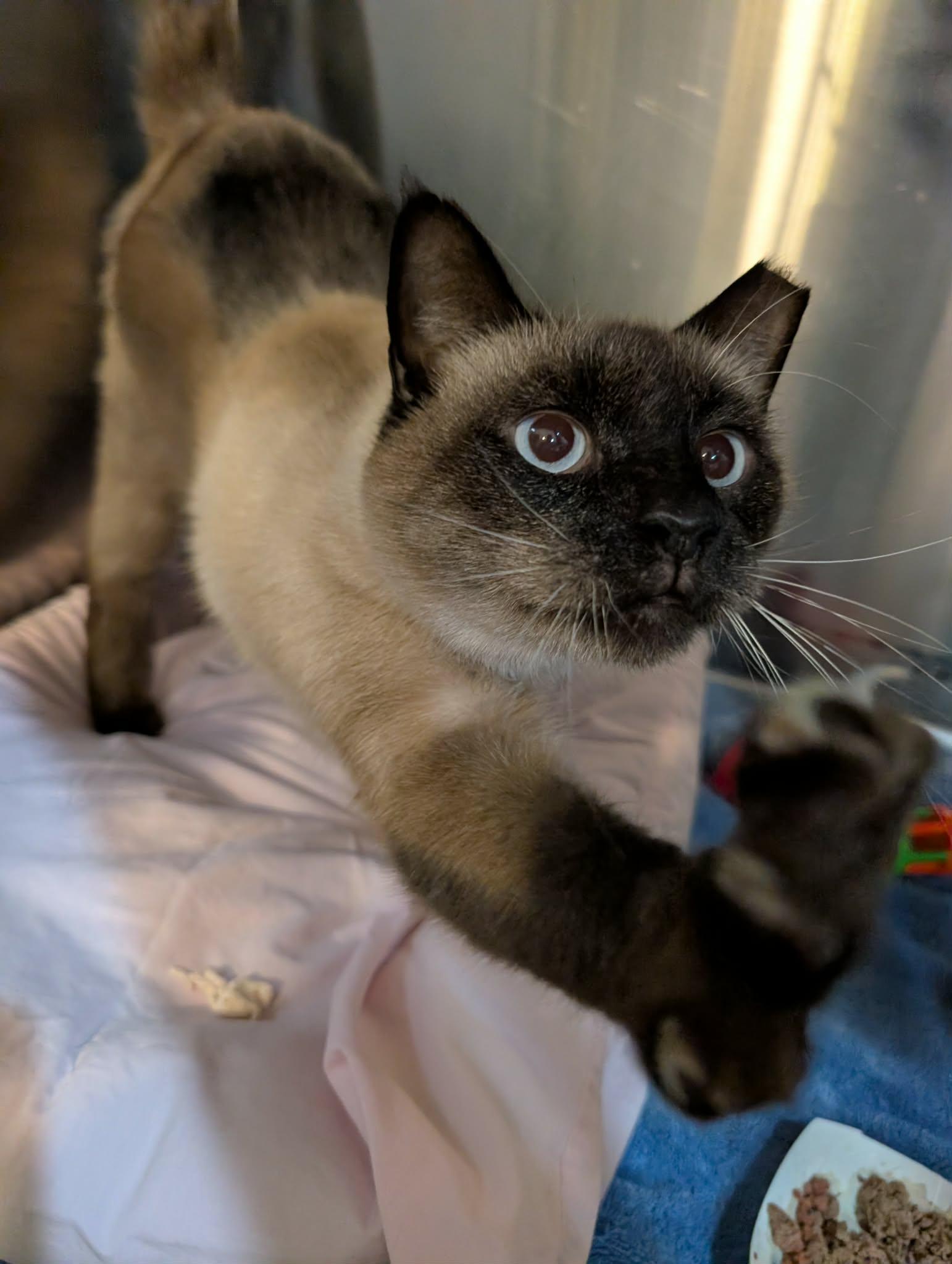 Enlarge Cadbury , an adopted Siamese in West Palm Beach, FL image 2/4