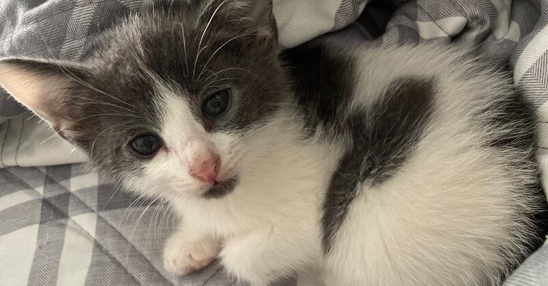 Everest, Adoptable, Kitten Male Domestic Short Hair.