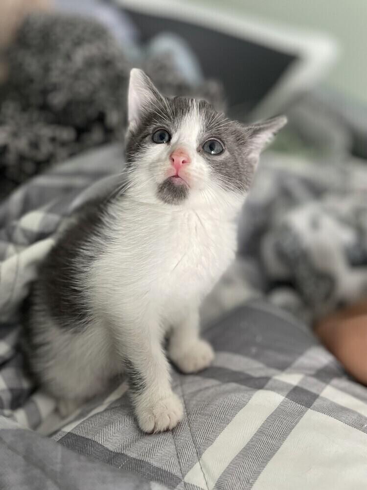 Enlarge Everest, a Adoptable Domestic Short Hair in Ronkonkoma, NY image 2/4