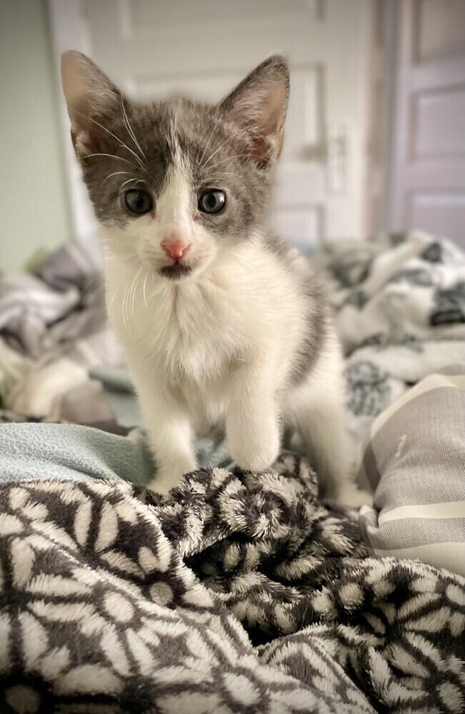 Enlarge Everest, a Adoptable Domestic Short Hair in Ronkonkoma, NY image 3/4