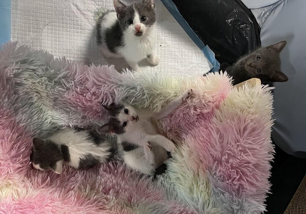 Enlarge Everest, a Adoptable Domestic Short Hair in Ronkonkoma, NY image 4/4