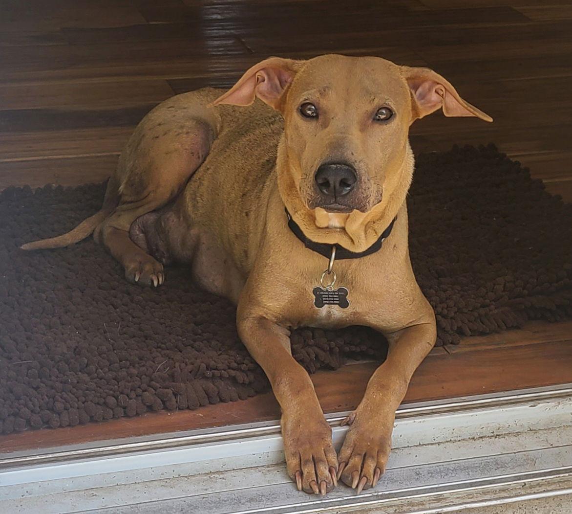 Binx Mama Sato, Adoptable, Adult Female Labrador Retriever.