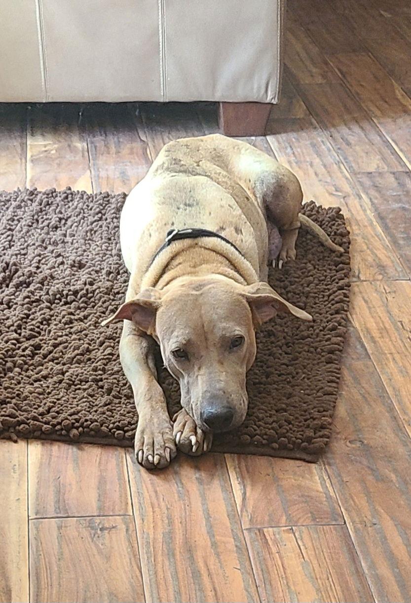 Enlarge Binx Mama Sato, a Adoptable Labrador Retriever in Rockaway, NJ image 2/3