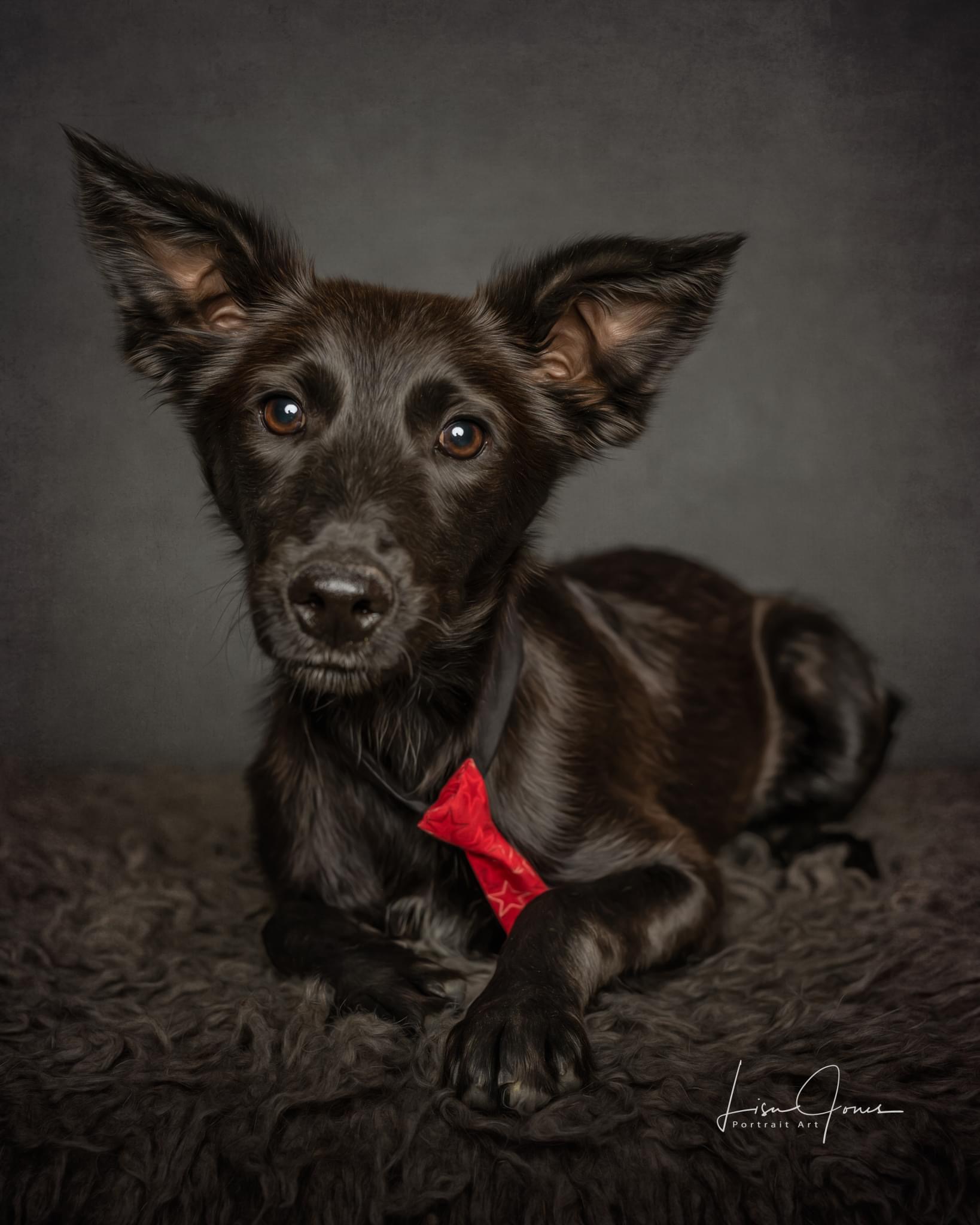 Archer, an adopted Australian Shepherd & Border Collie Mix in Cullman, AL_image-1