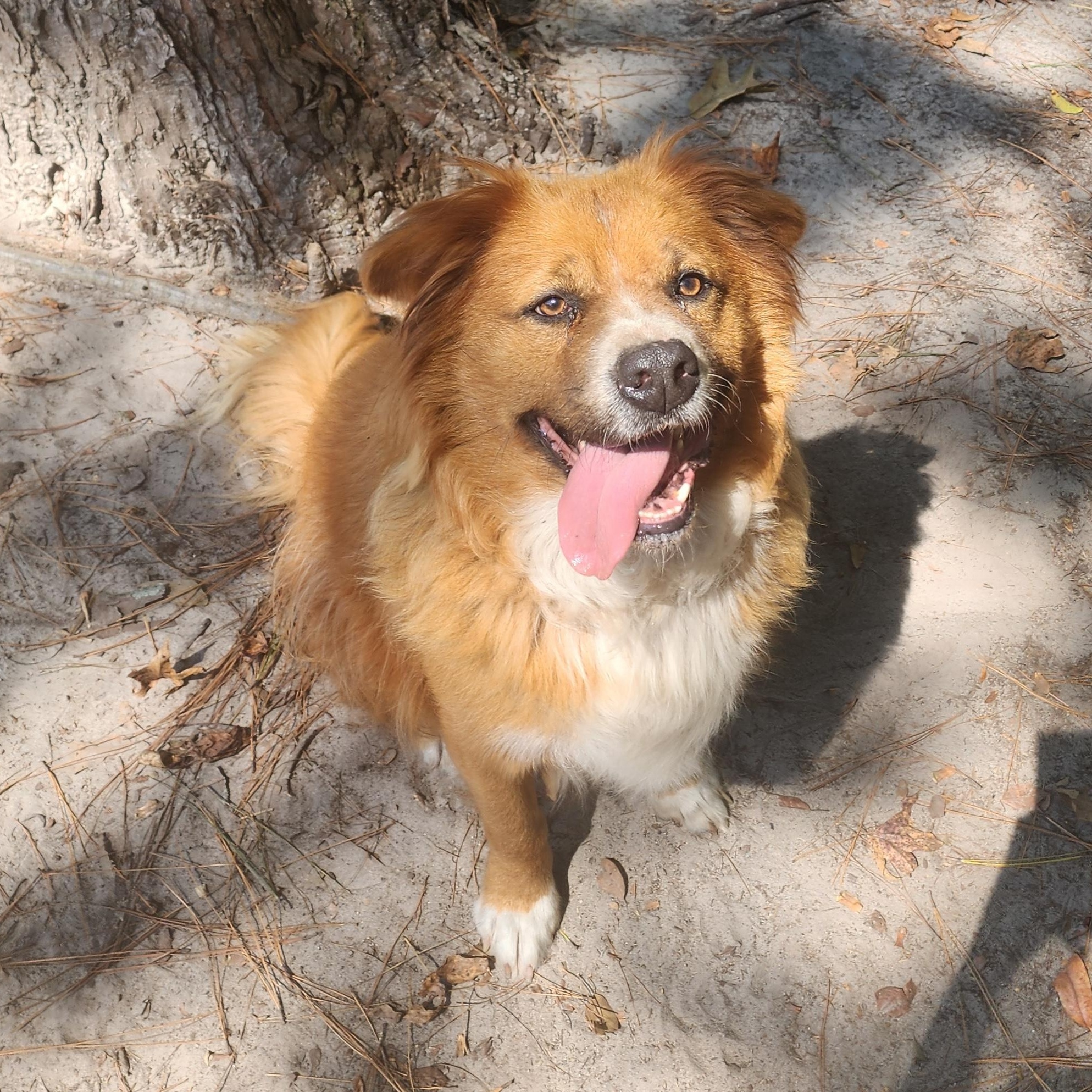 Teddy, a Adoptable mixed breed in Benson, NC image 5/5