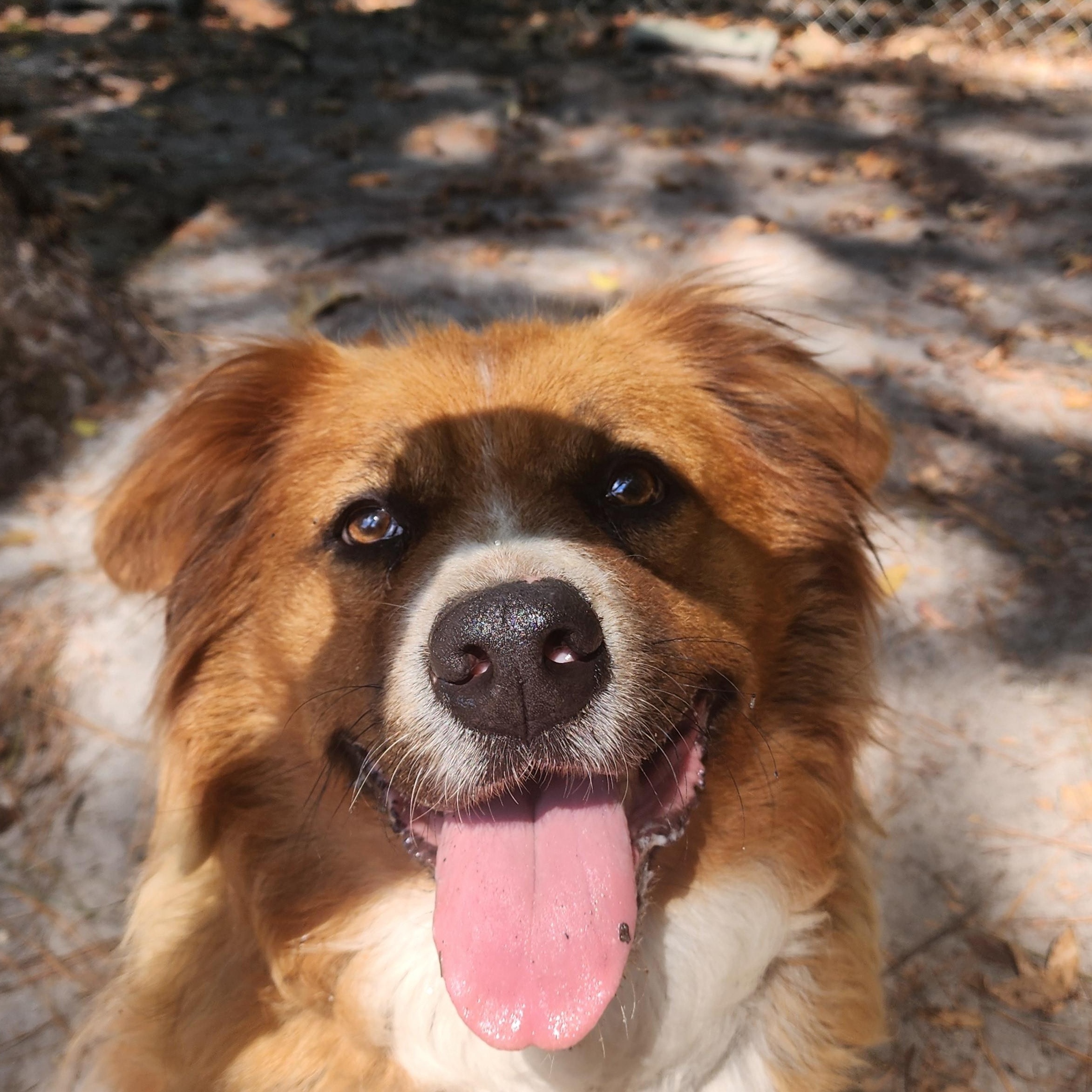 Teddy, a Adoptable mixed breed in Benson, NC image 2/5