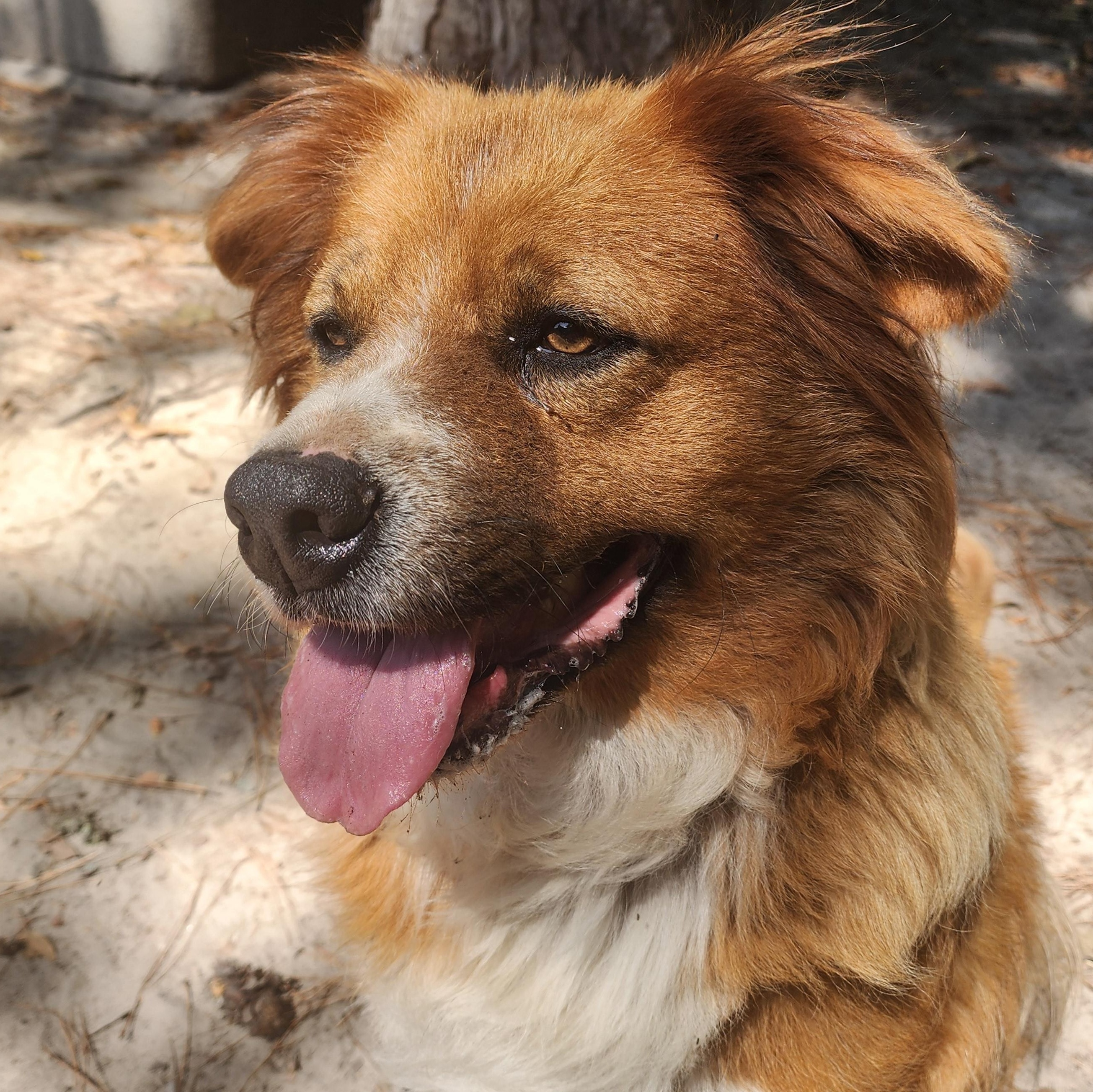 Teddy, a Adoptable mixed breed in Benson, NC image 4/5