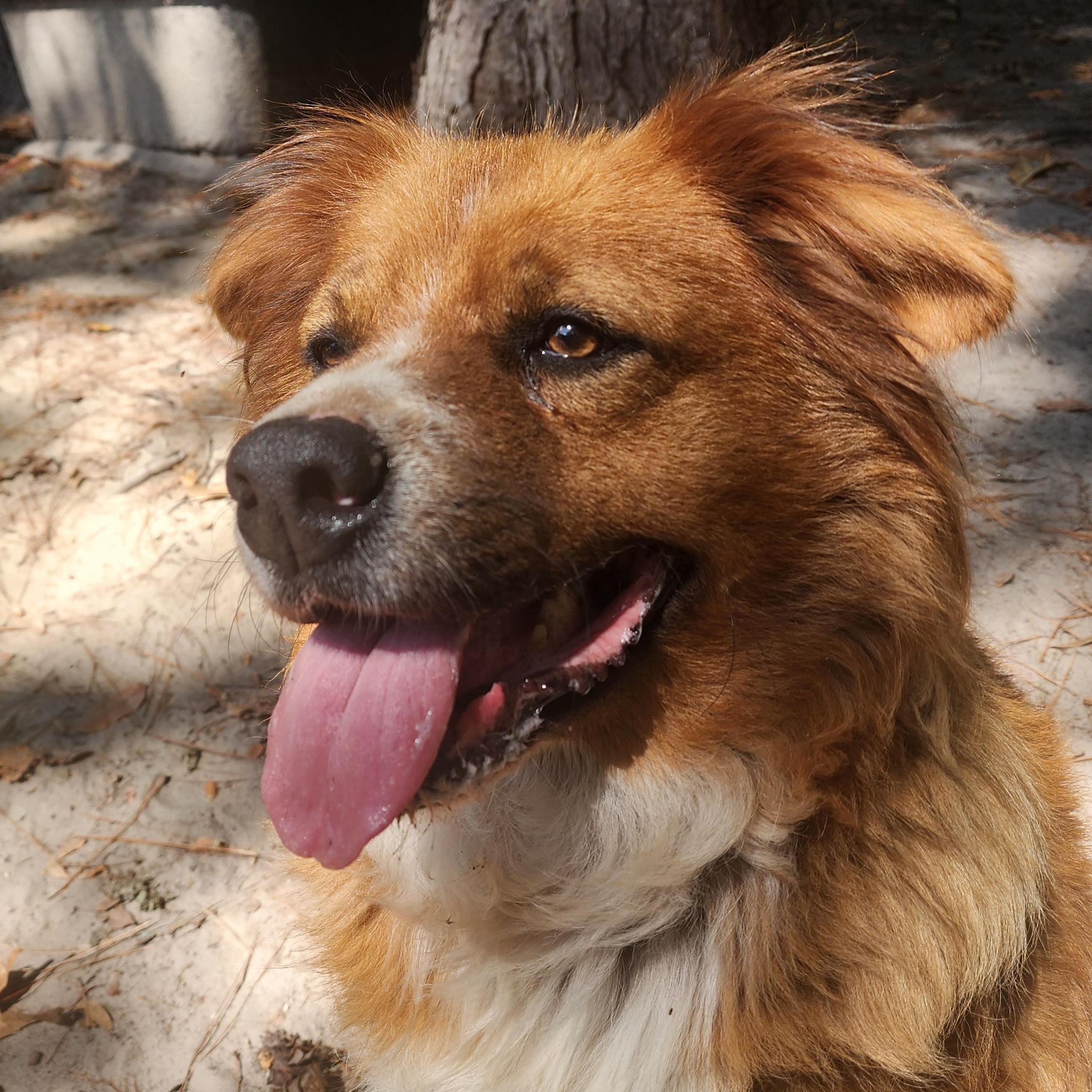 Teddy, a Adoptable mixed breed in Benson, NC image 1/5