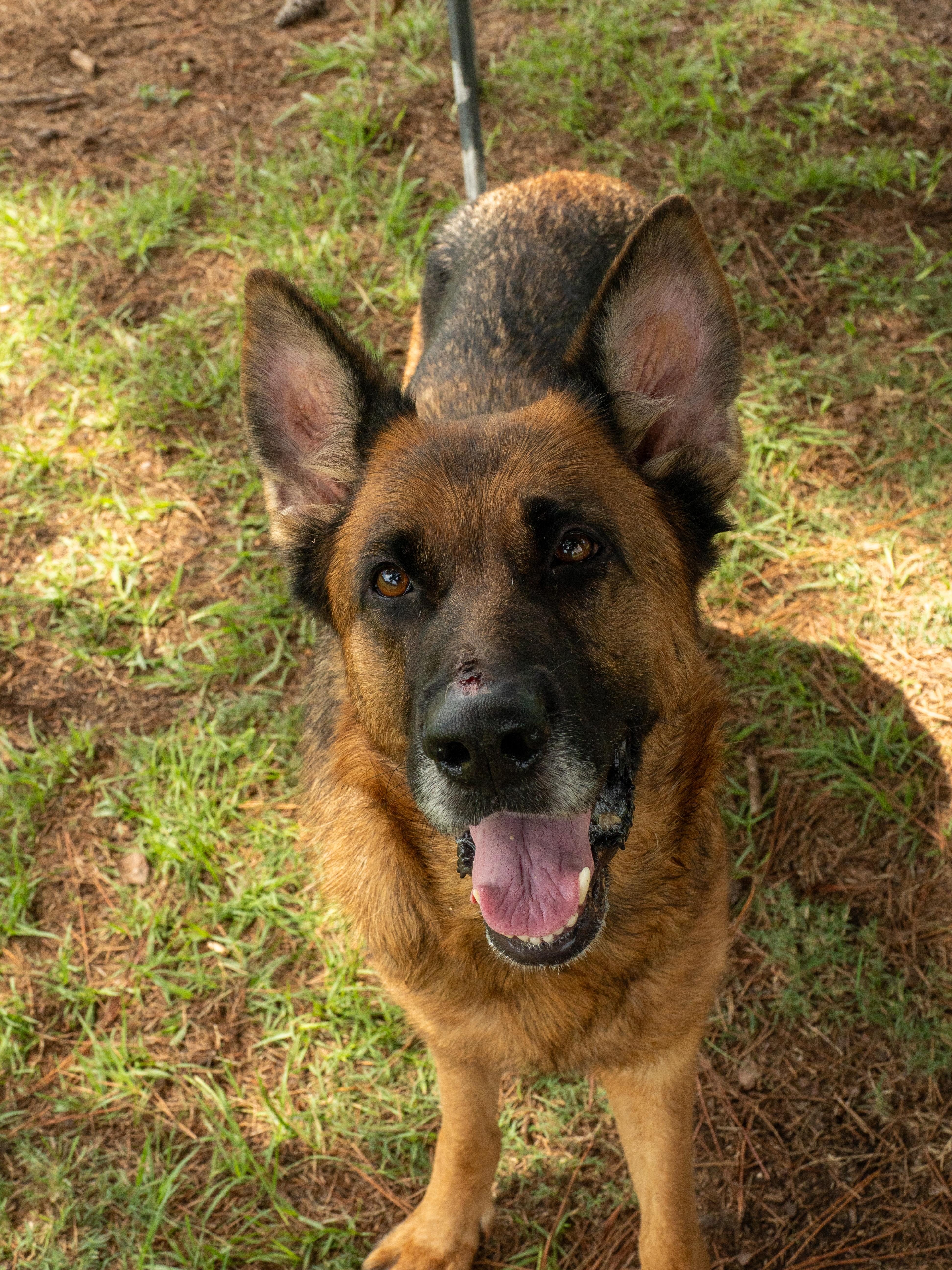 Wilma, an adopted German Shepherd Dog in Myrtle Beach, SC image 2/4