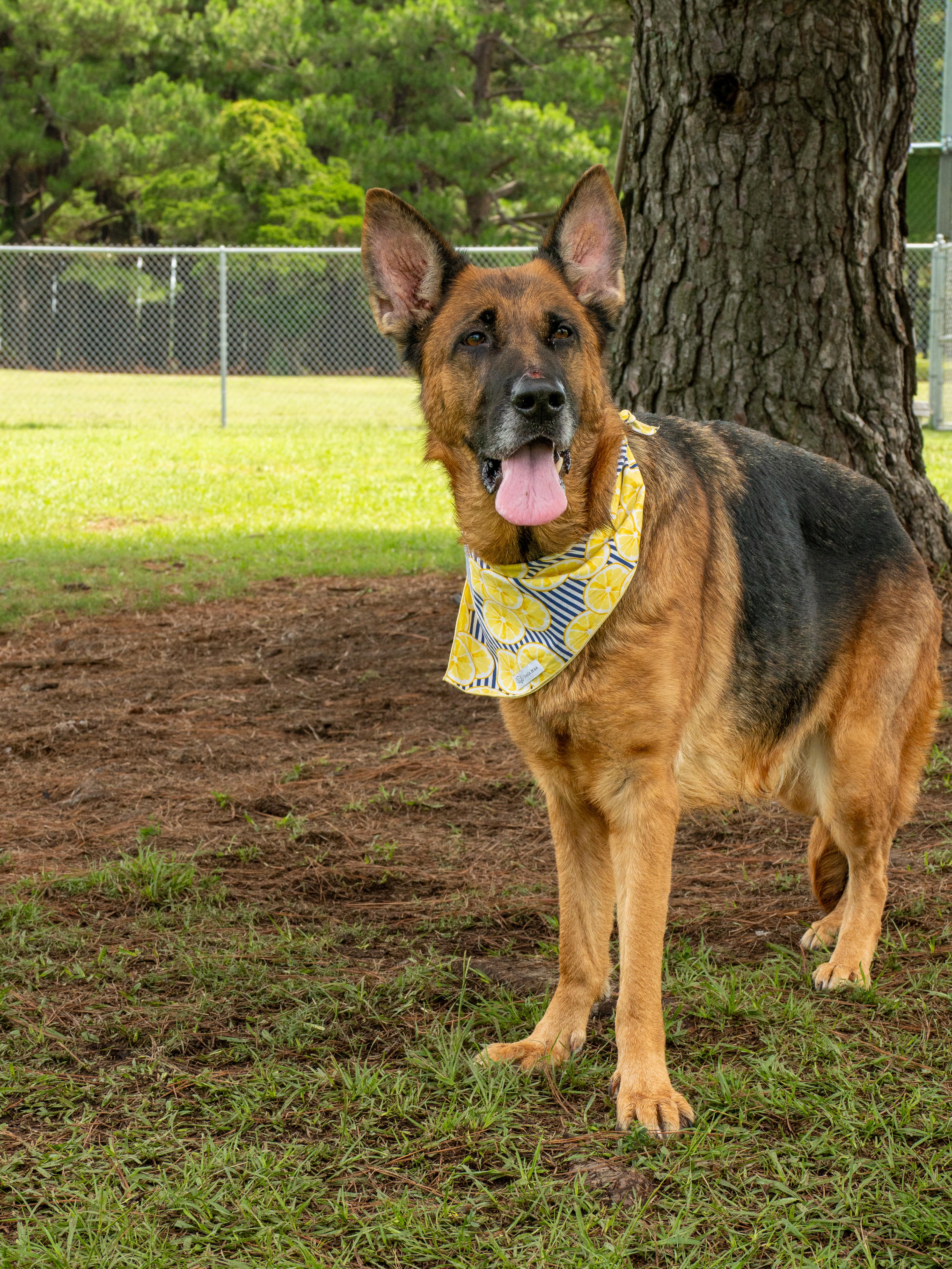 Wilma, an adopted German Shepherd Dog in Myrtle Beach, SC image 4/4