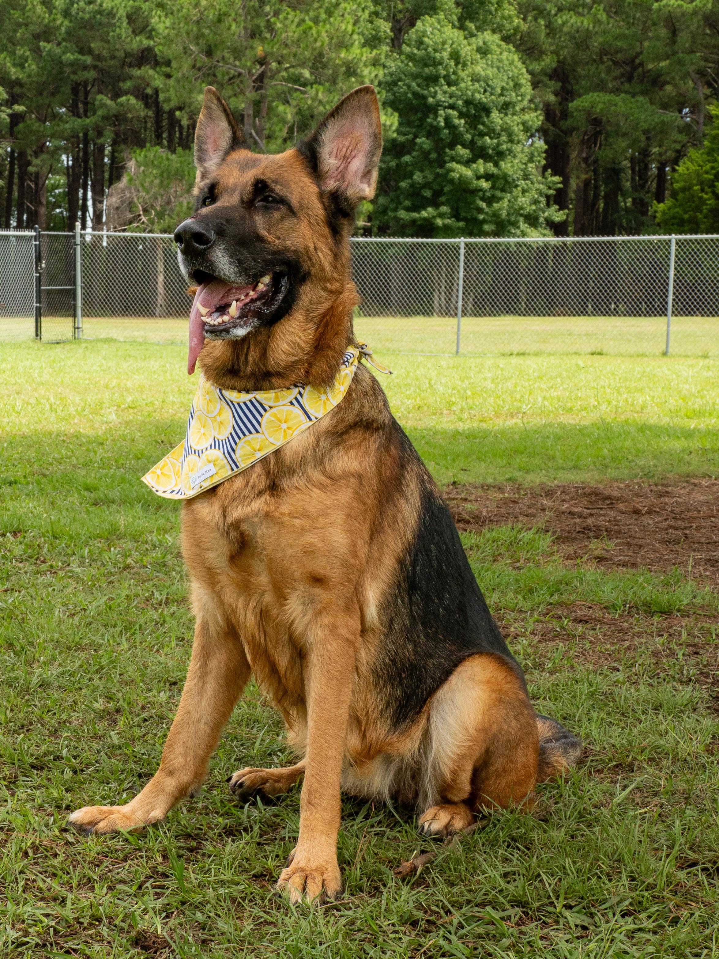Wilma, adopted, Adult Female German Shepherd Dog.