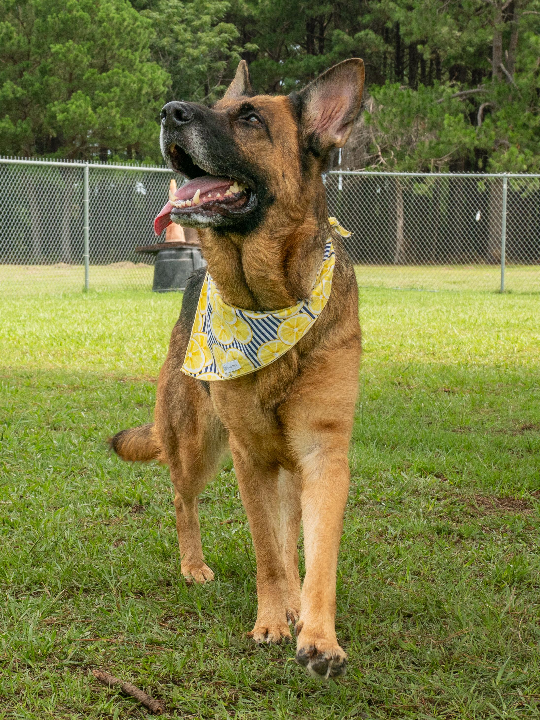 Wilma, an adopted German Shepherd Dog in Myrtle Beach, SC image 3/4
