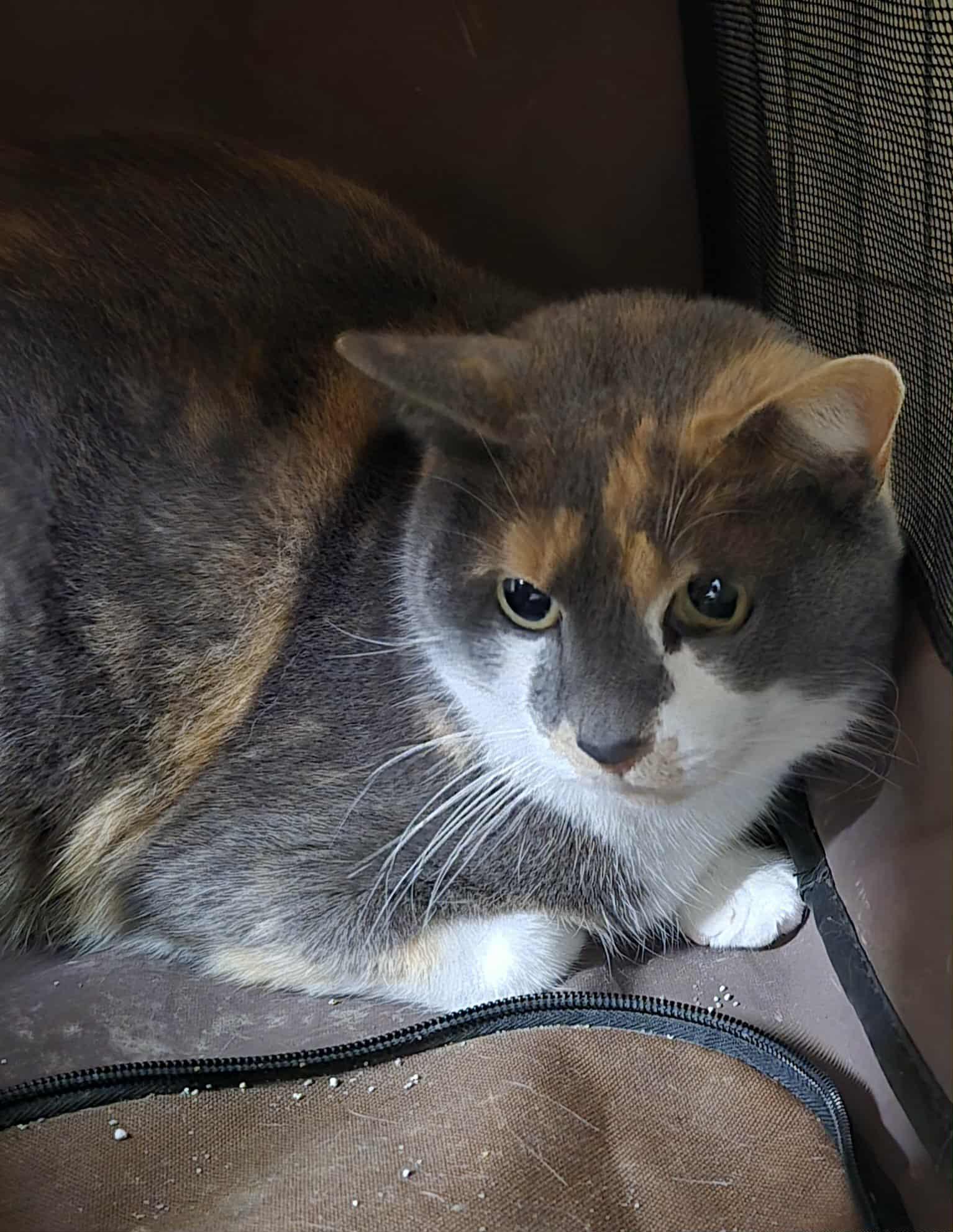 Turkey, adoptable, Young Female Dilute Tortoiseshell & Domestic Short Hair.