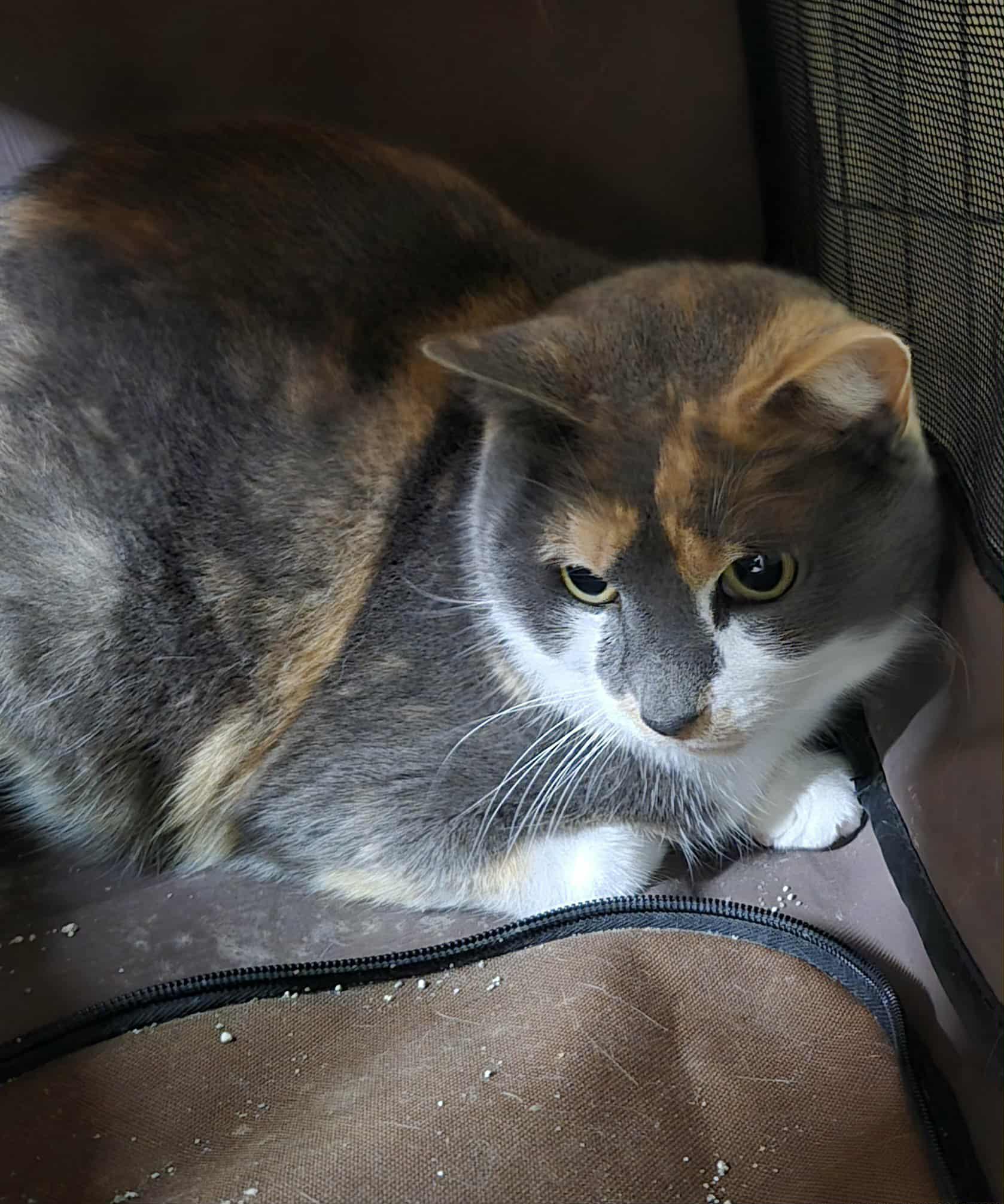 Turkey, an adoptable mixed breed in Freeport, IL image 2/2