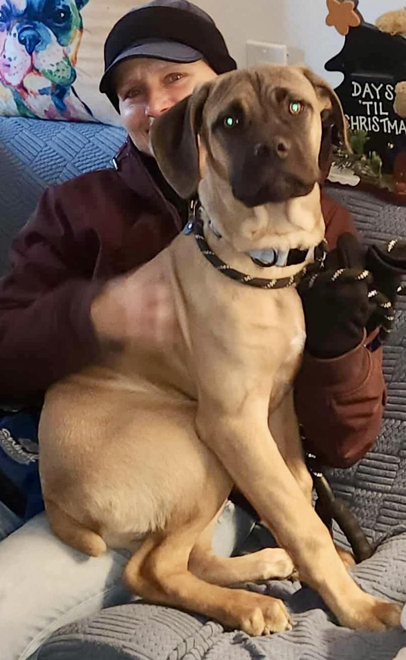 Enlarge Maui, a ADOPTABLE Mastiff in McKeesport, PA image 3/6