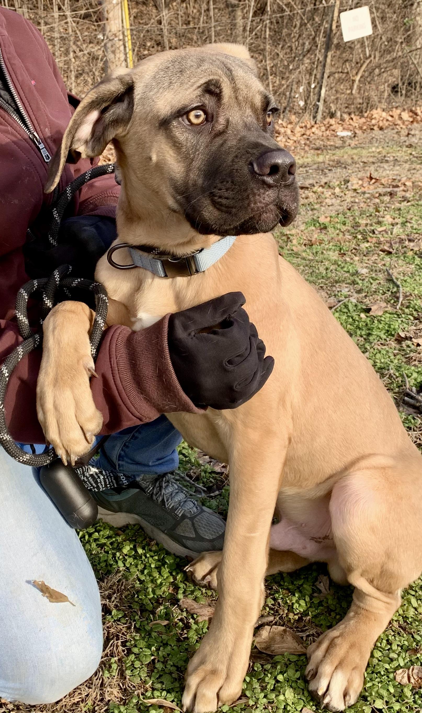Enlarge Maui, a ADOPTABLE Mastiff in McKeesport, PA image 2/6
