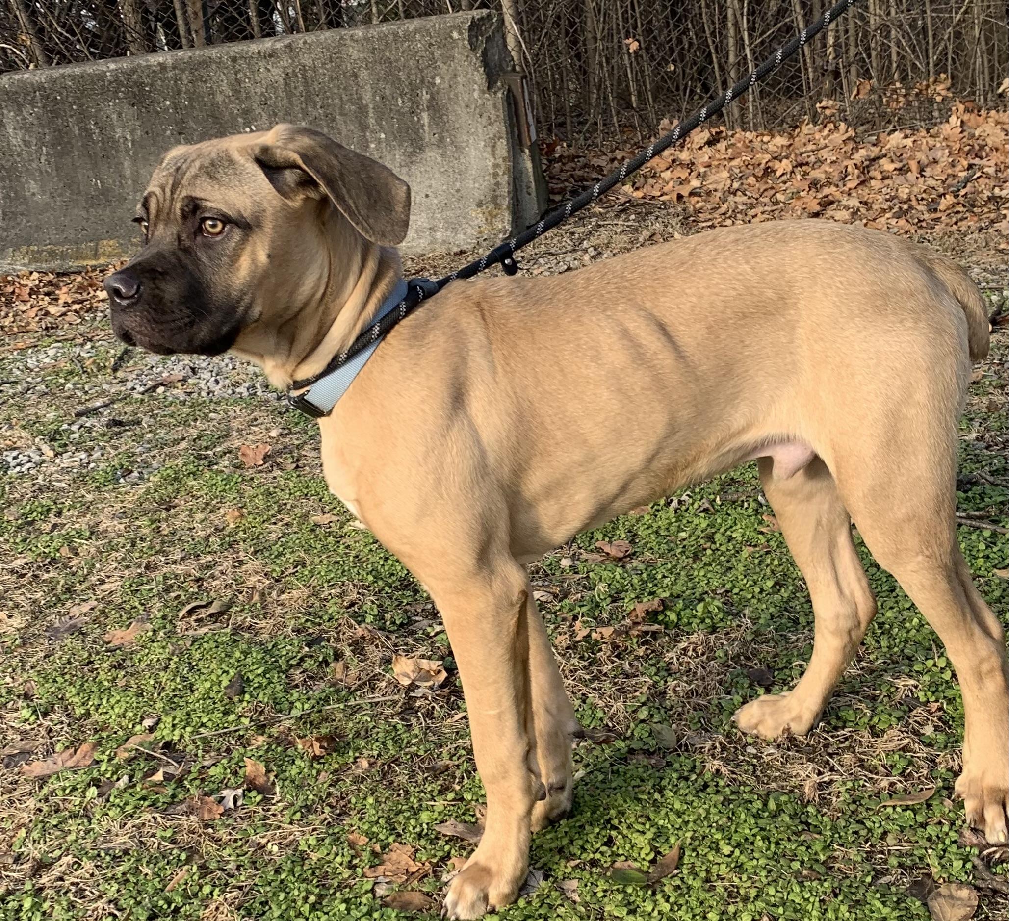 Enlarge Maui, a ADOPTABLE Mastiff in McKeesport, PA image 1/6