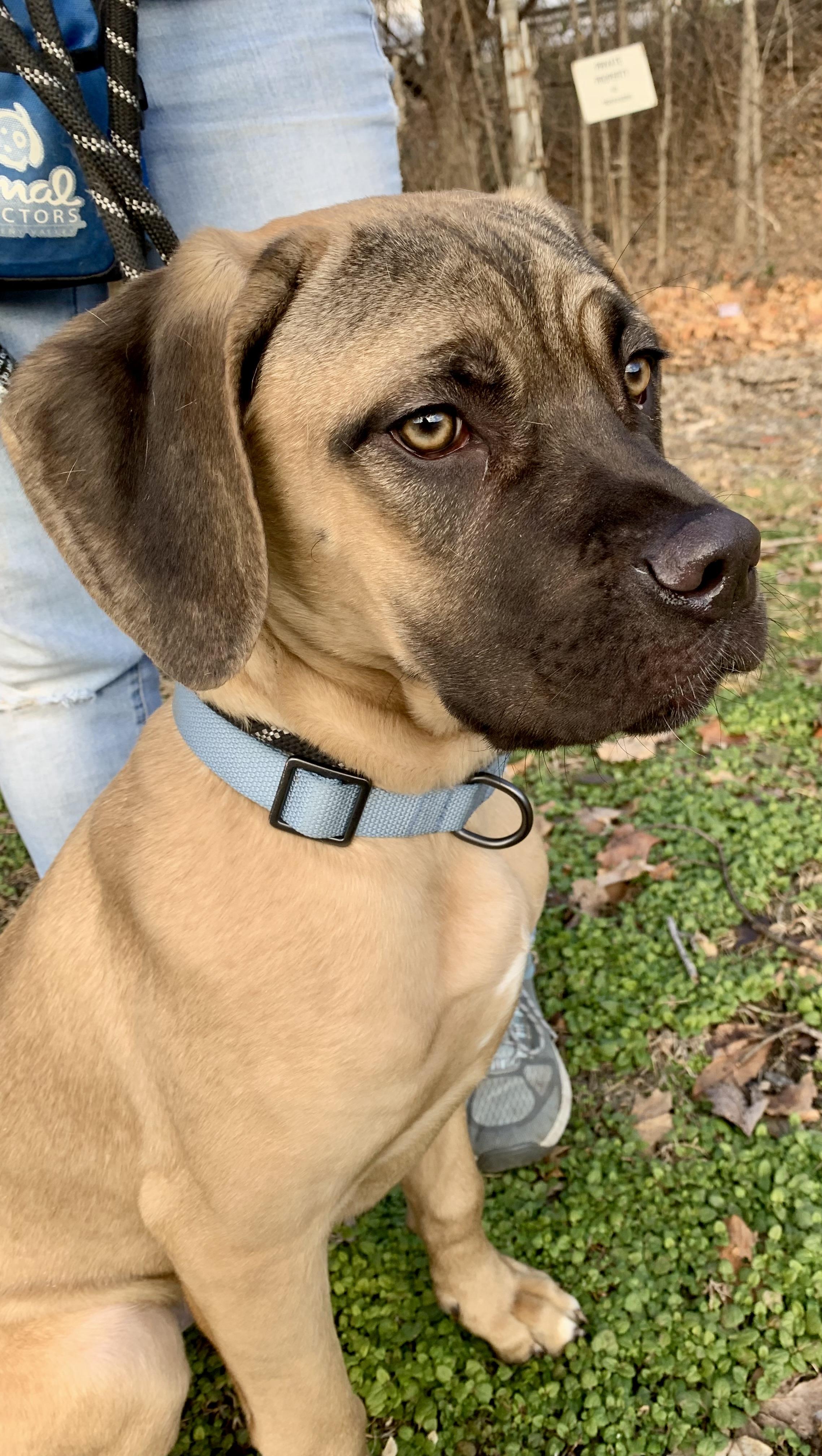 Enlarge Maui, a ADOPTABLE Mastiff in McKeesport, PA image 5/6