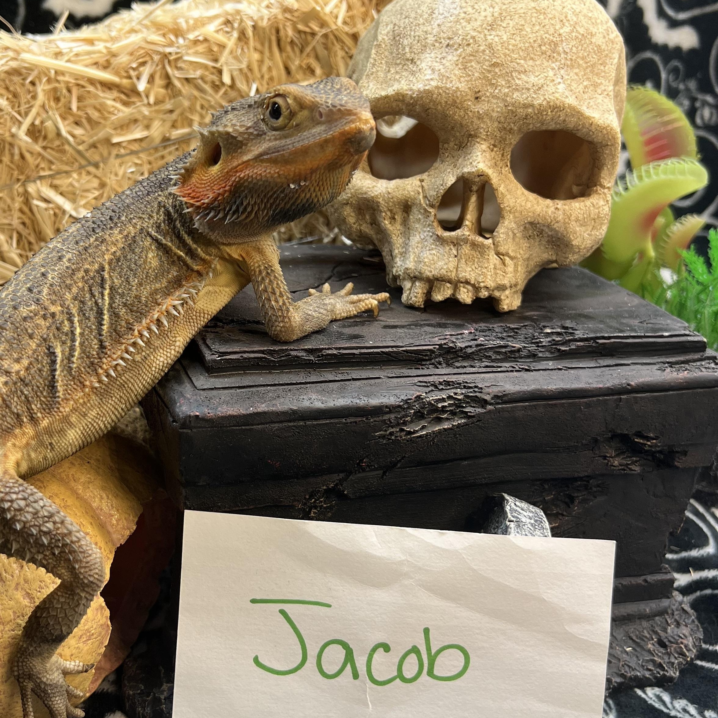Jacob, Adoptable, Adult Male Bearded Dragon.
