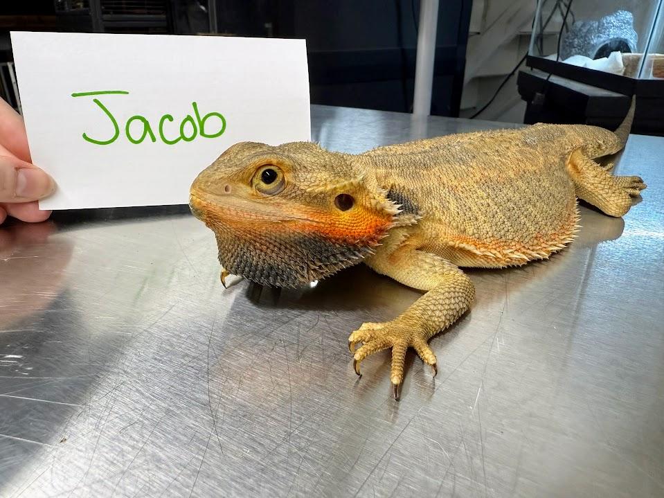 Enlarge Jacob, a Adoptable Bearded Dragon in Tacoma, WA image 2/2