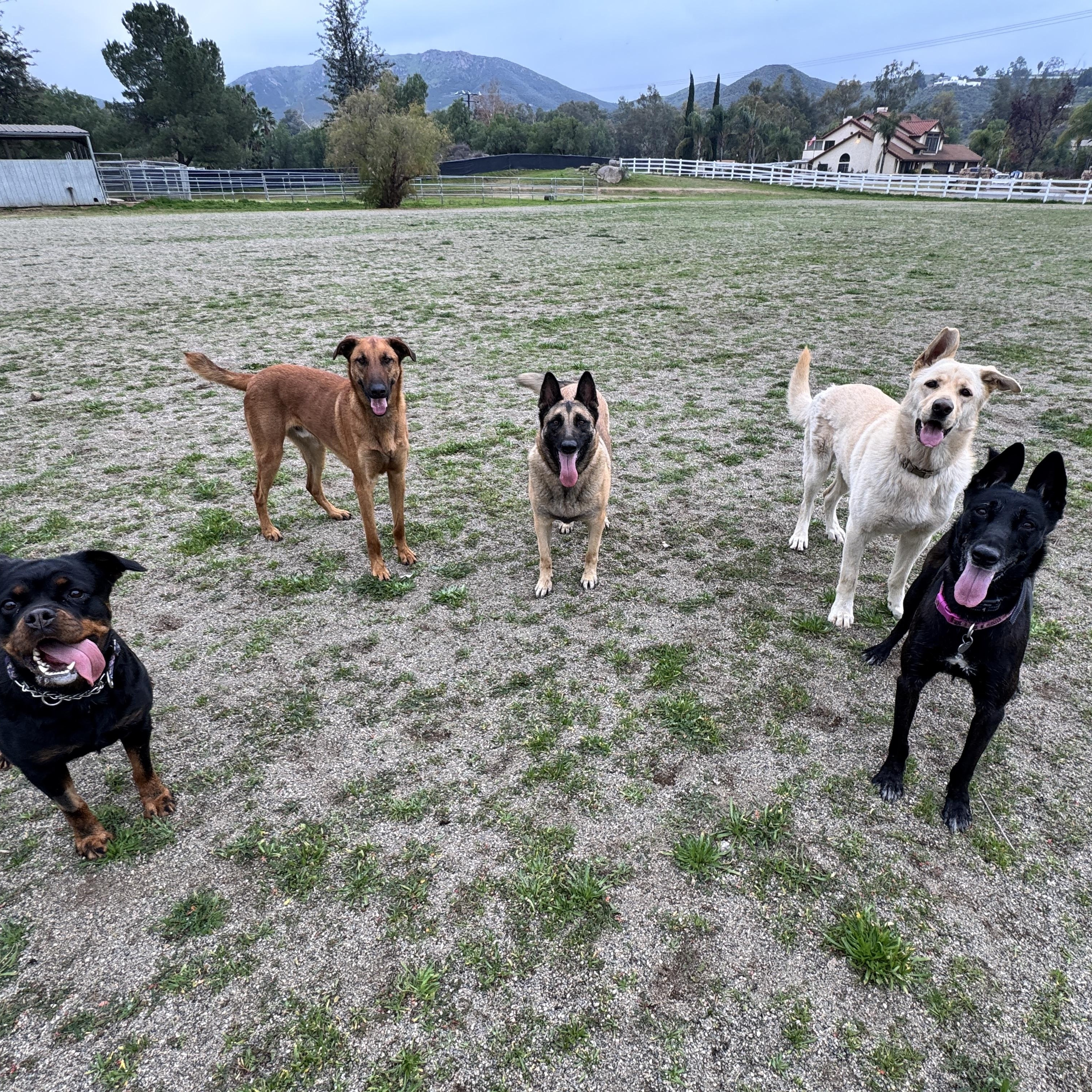 Enlarge GOOSE, a Adoptable mixed breed in Perris, CA image 3/4