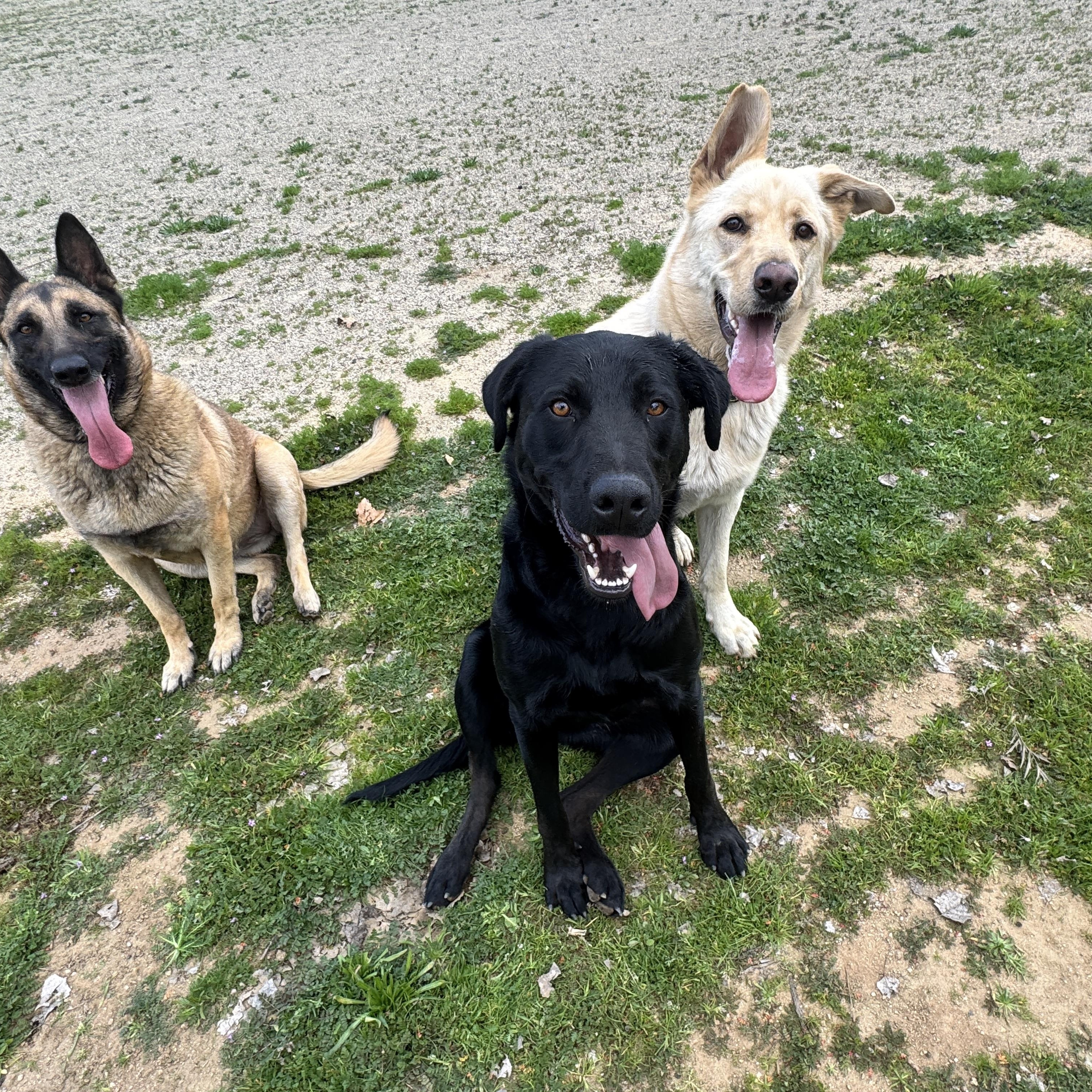 Enlarge GOOSE, a Adoptable mixed breed in Perris, CA image 4/4