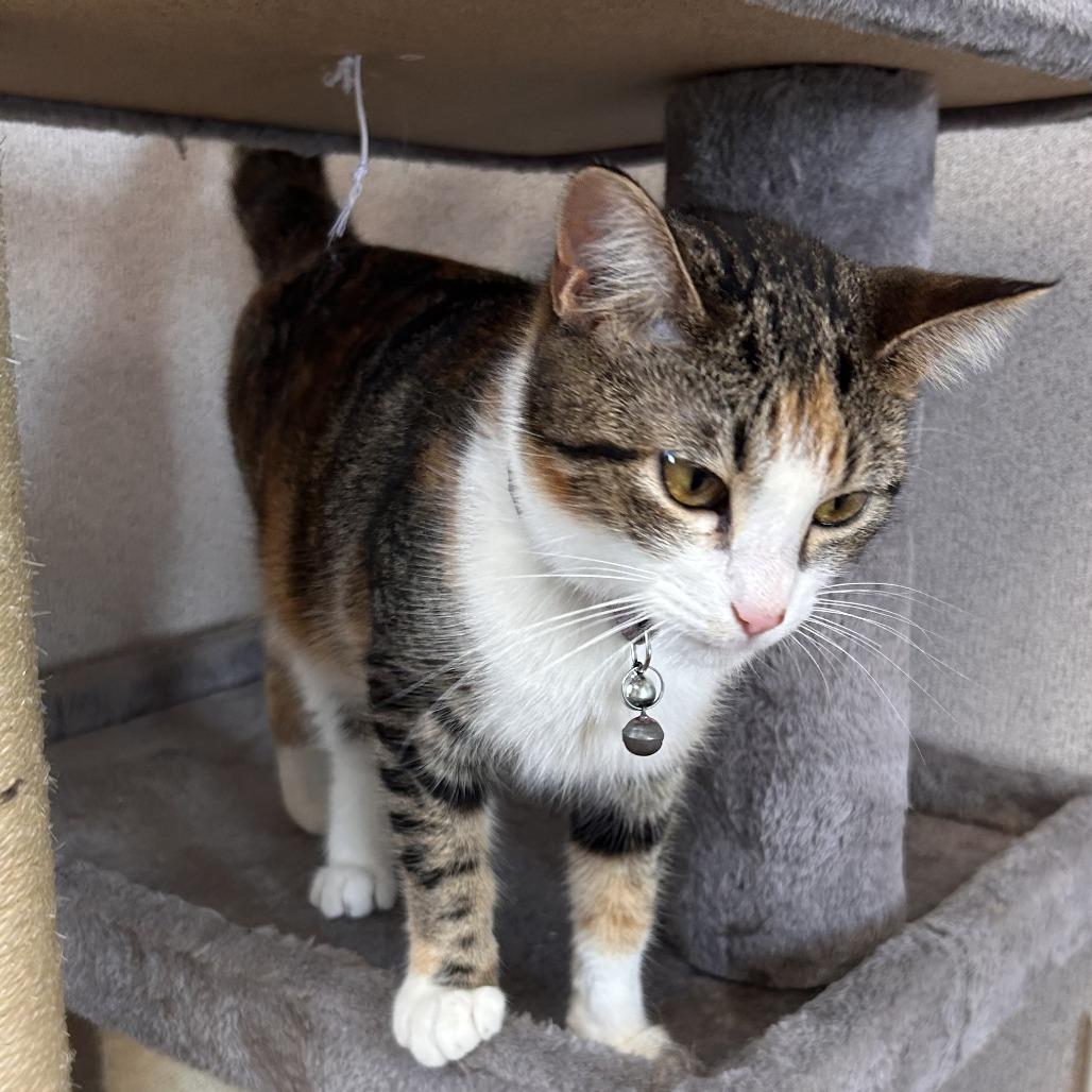 Enlarge Clarissa, a Adoptable American Shorthair in Bendena, KS image 1/2