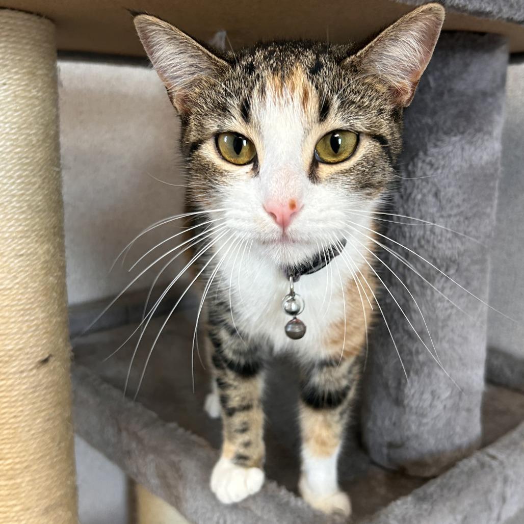 Enlarge Clarissa, a Adoptable American Shorthair in Bendena, KS image 2/2