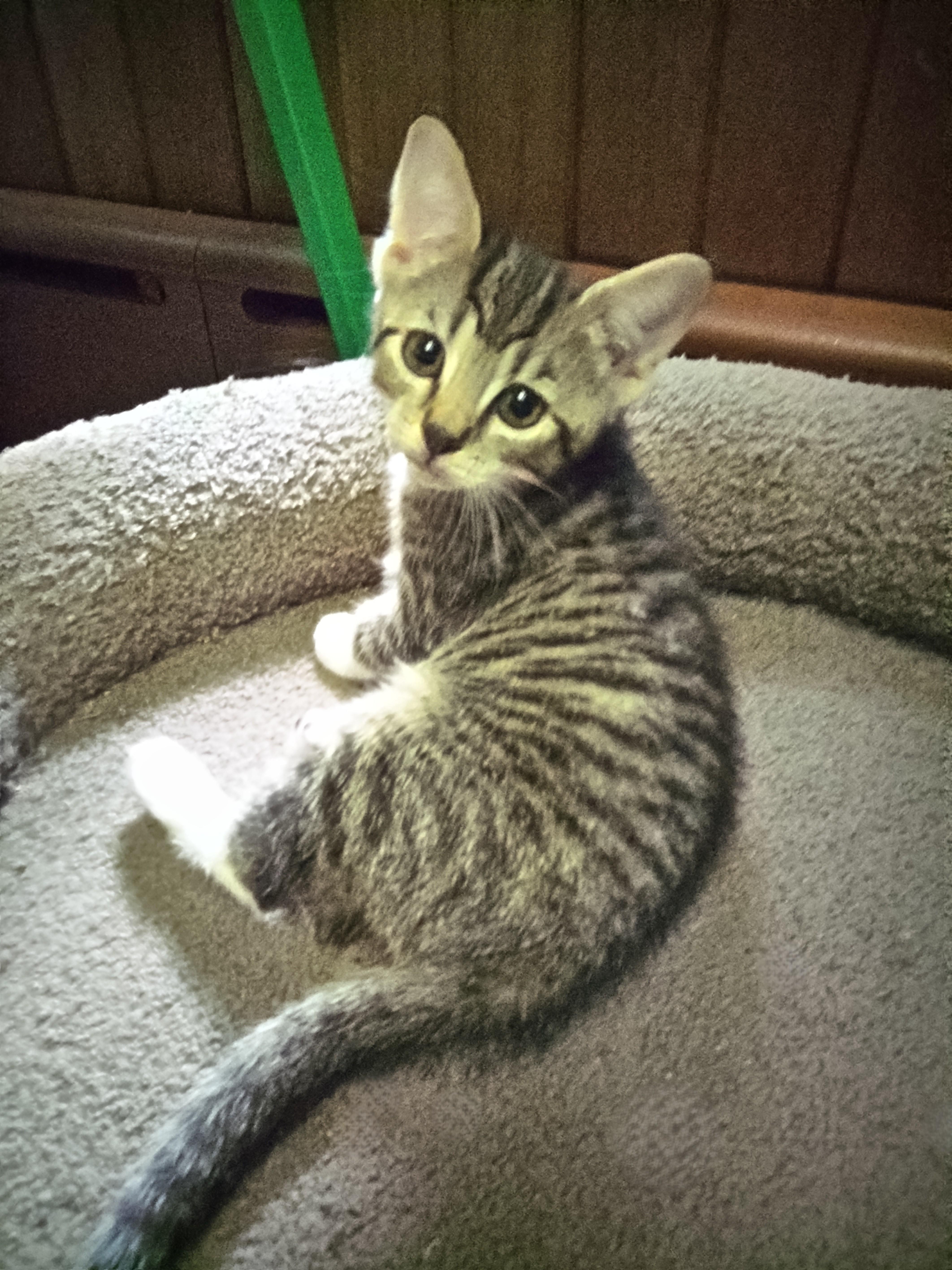 Gus (Carousel4 Litter)