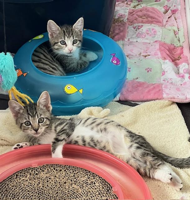 Gus (Carousel4 Litter)