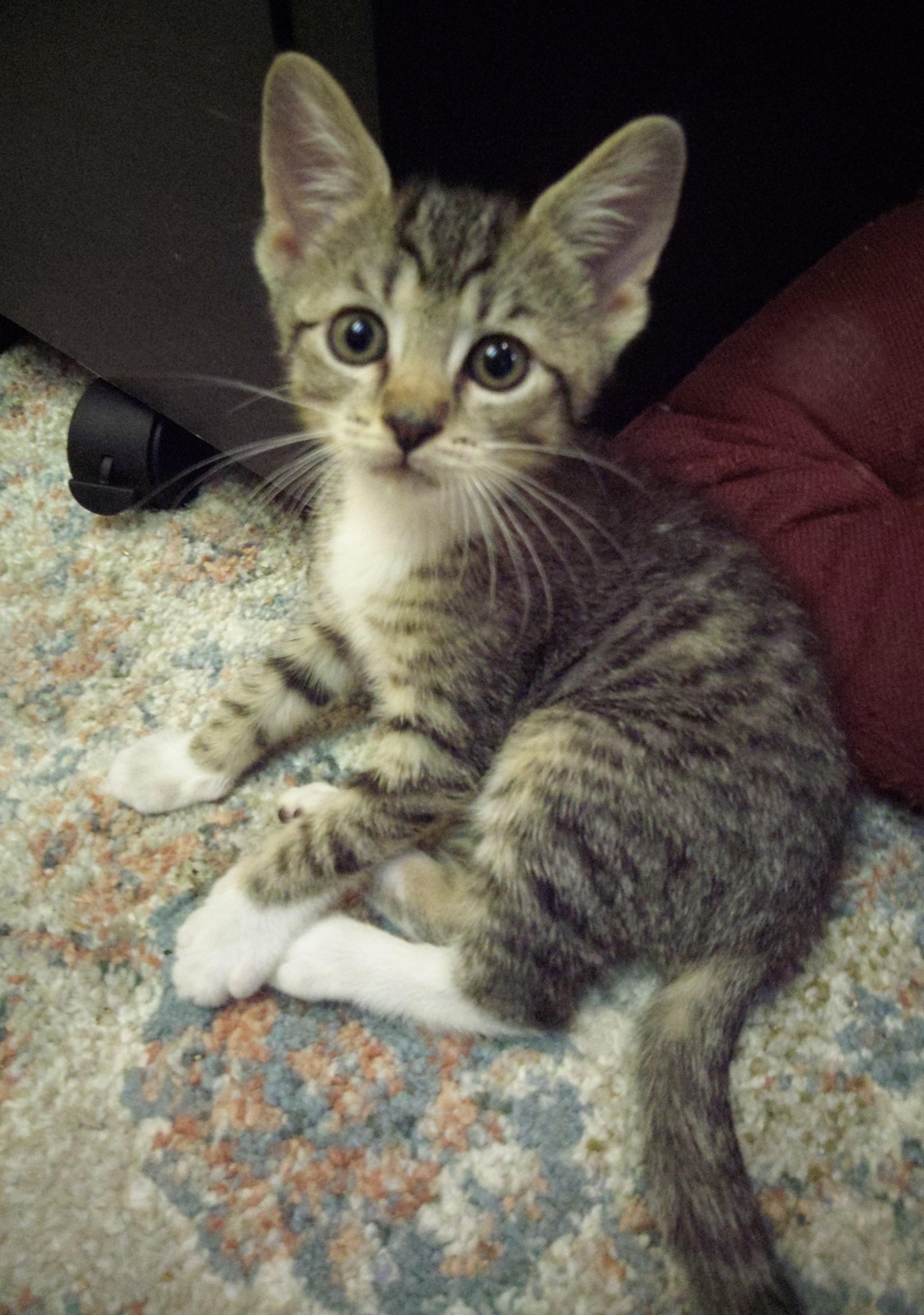 Gus (Carousel4 Litter)