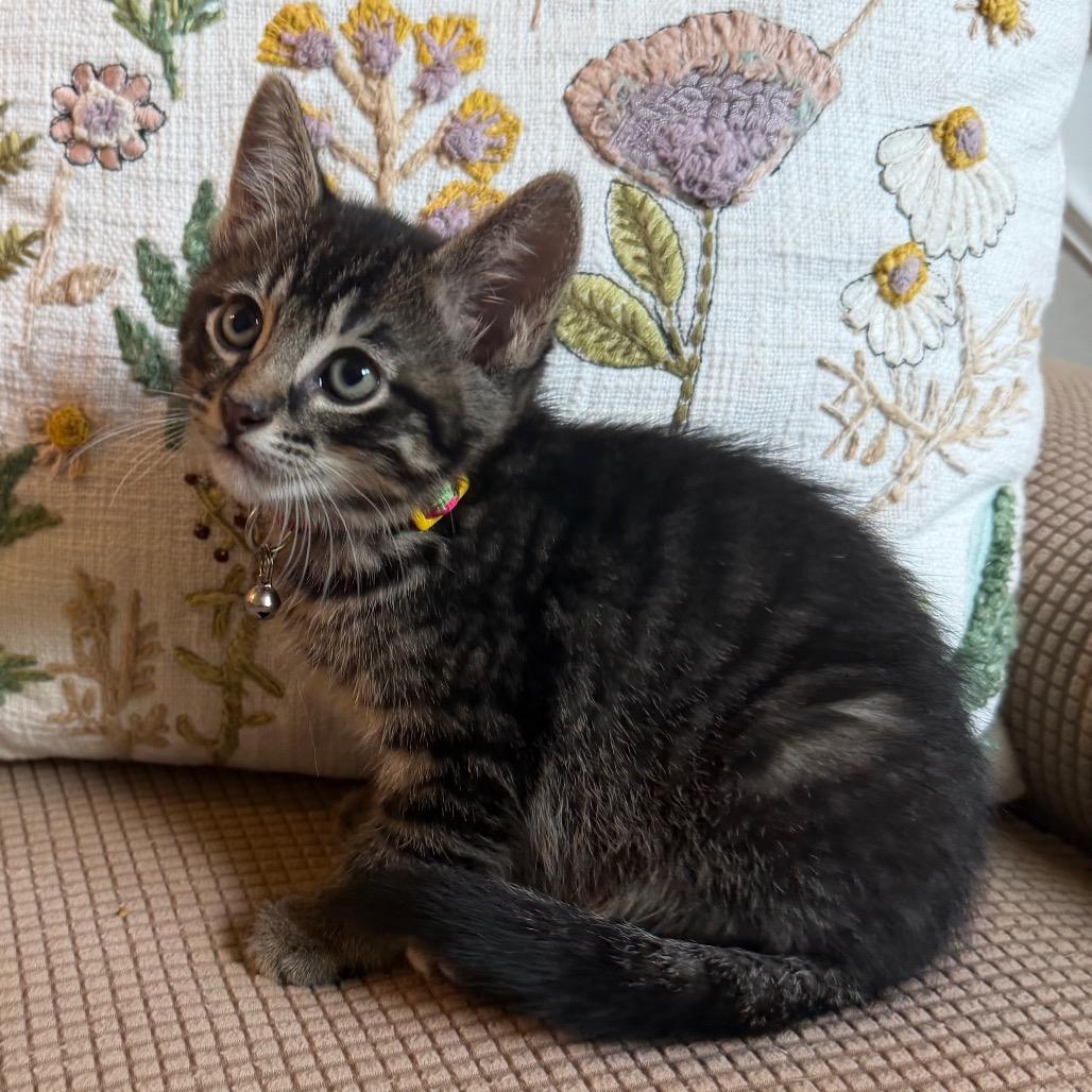 Clark Gable, Adoptable, Kitten Male Domestic Medium Hair.